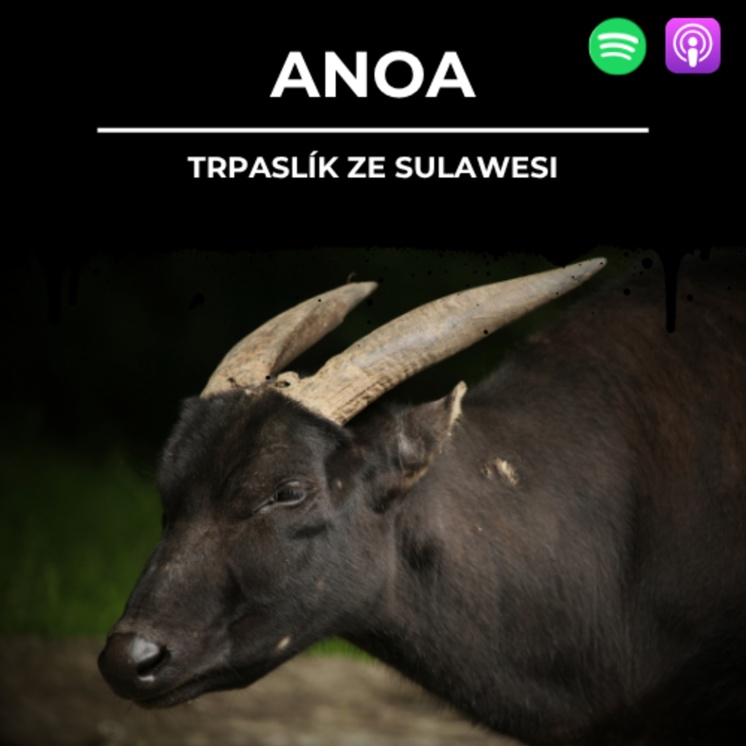 89: ANOA | Trpaslík ze Sulawesi  episode artwork
