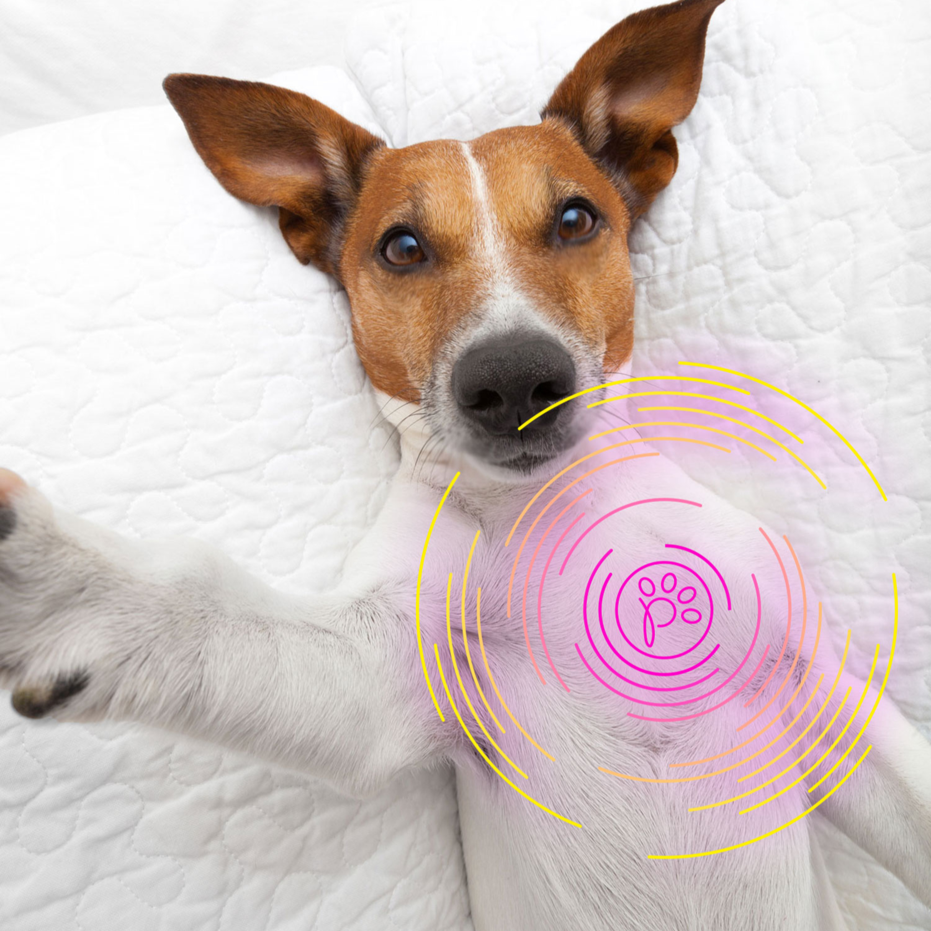 Stay Connected with your Pup episode artwork
