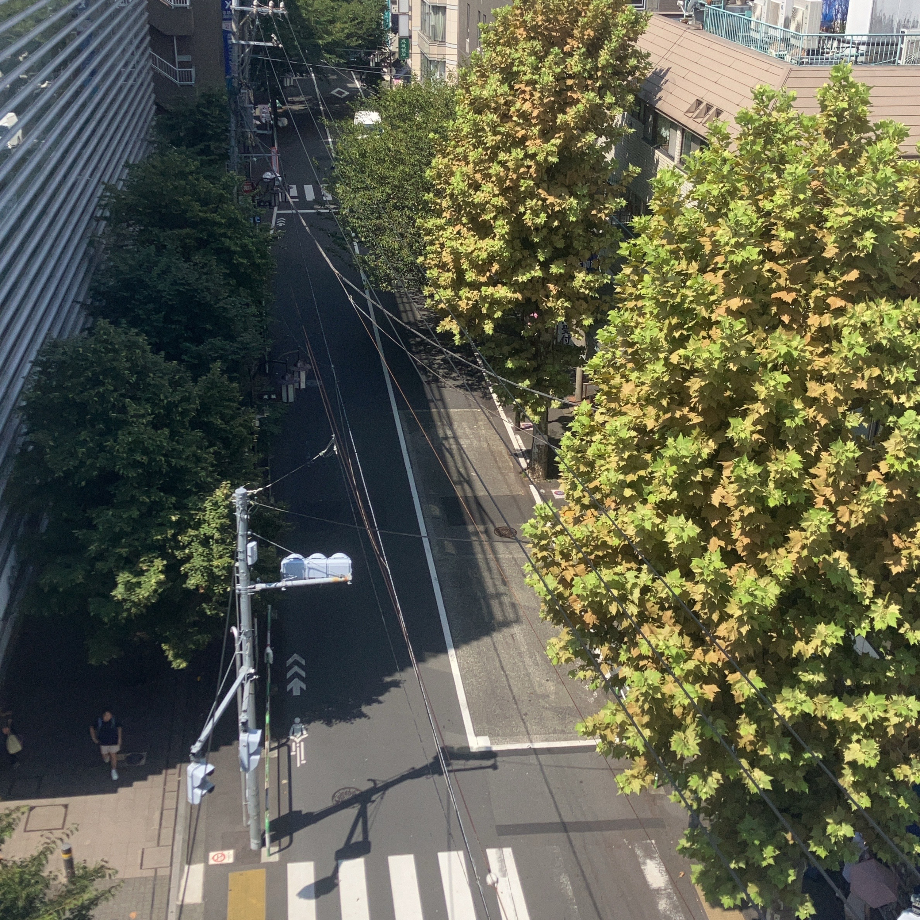 マイコのたき火報告