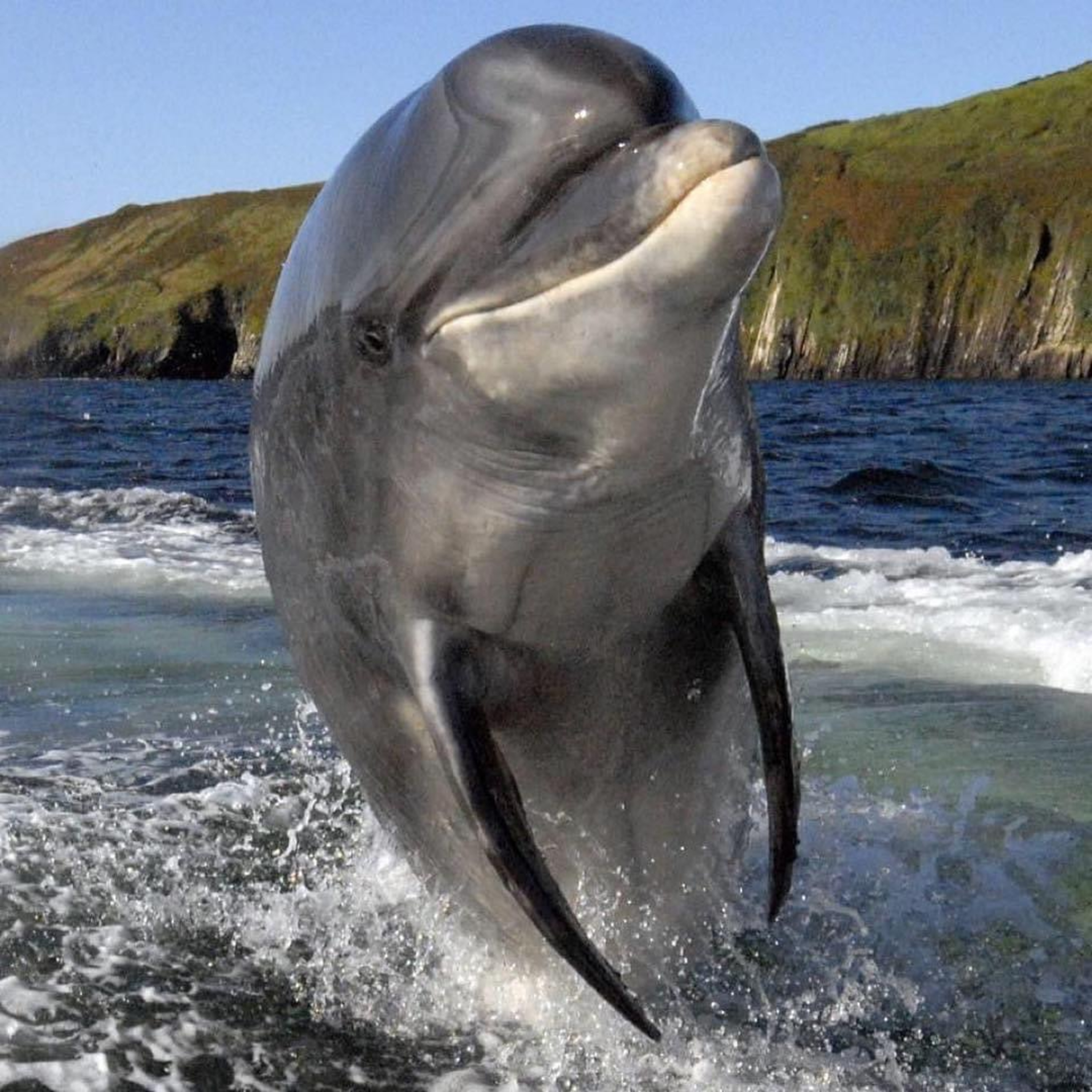 cover of episode Fungie the Dolphin & Dingle as told by Jamie Ó Flannúra