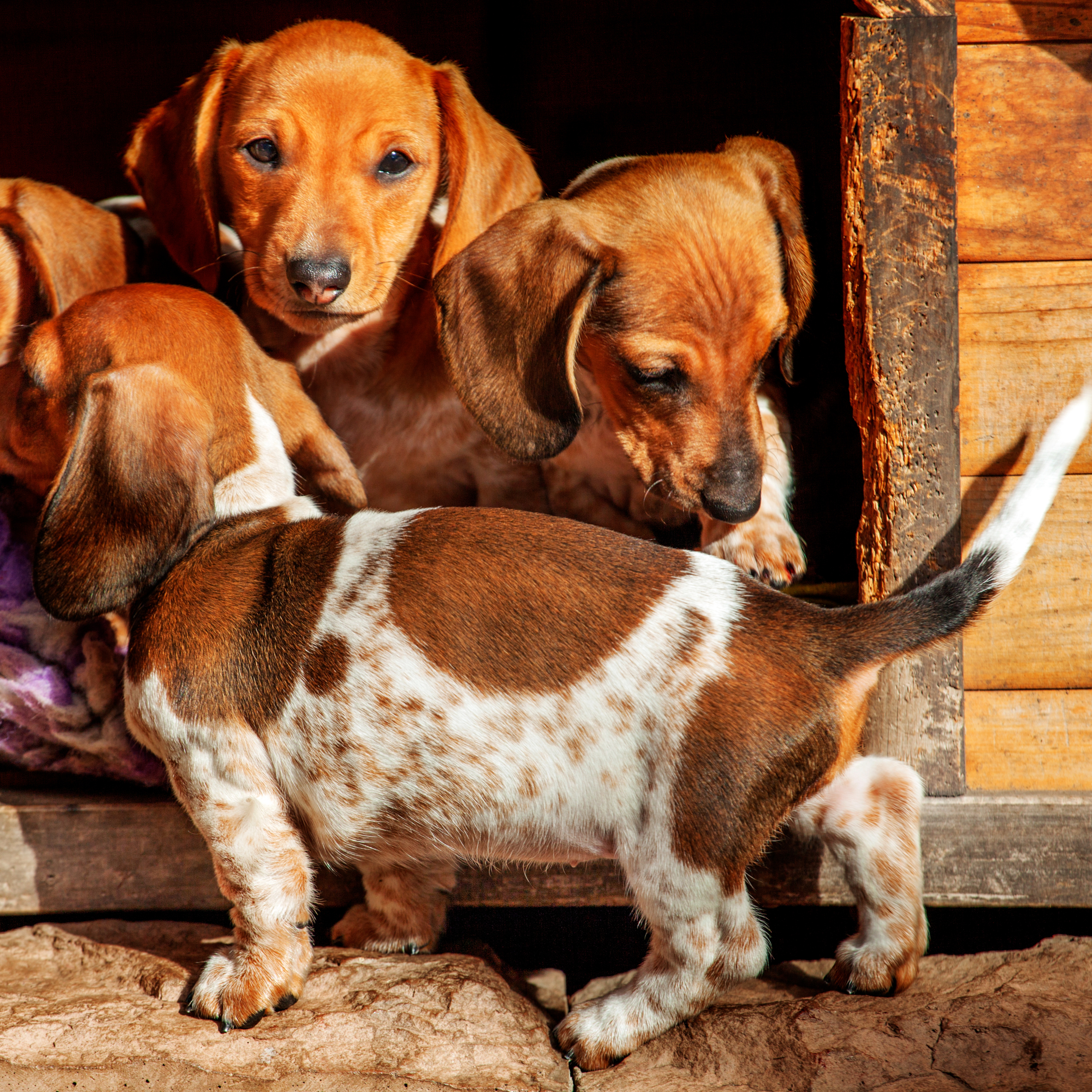 Love, Dog: The Podcast