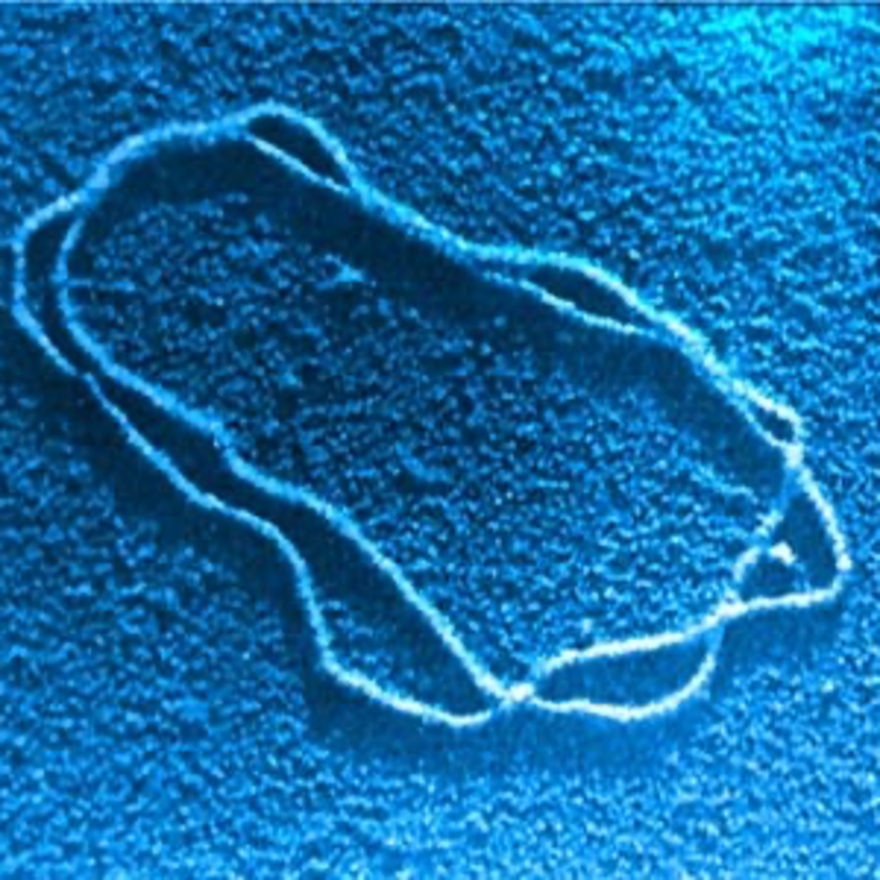 What Limits a Genome’s Size? episode artwork