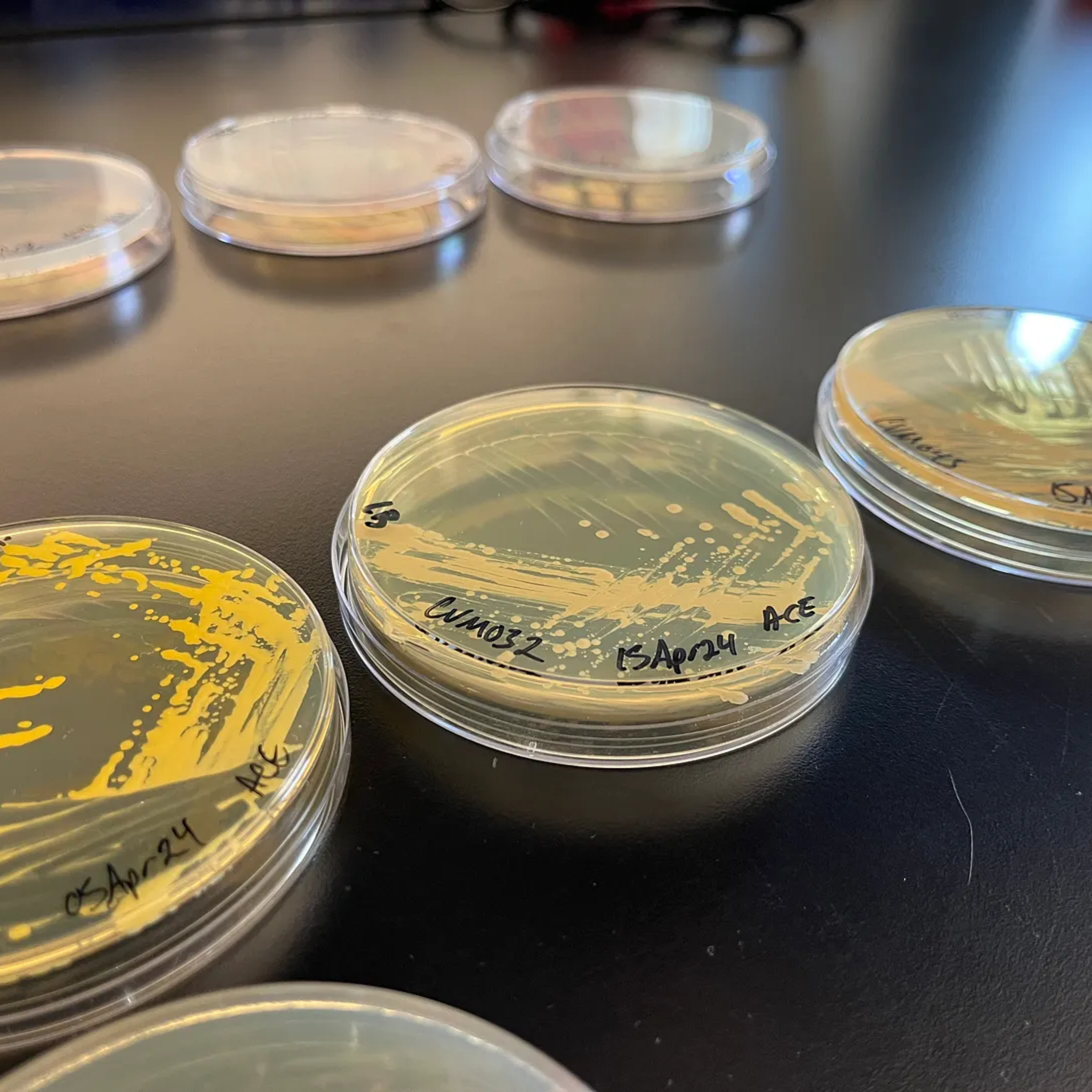 Inside the Laboratory for Extraordinary Microbes episode artwork
