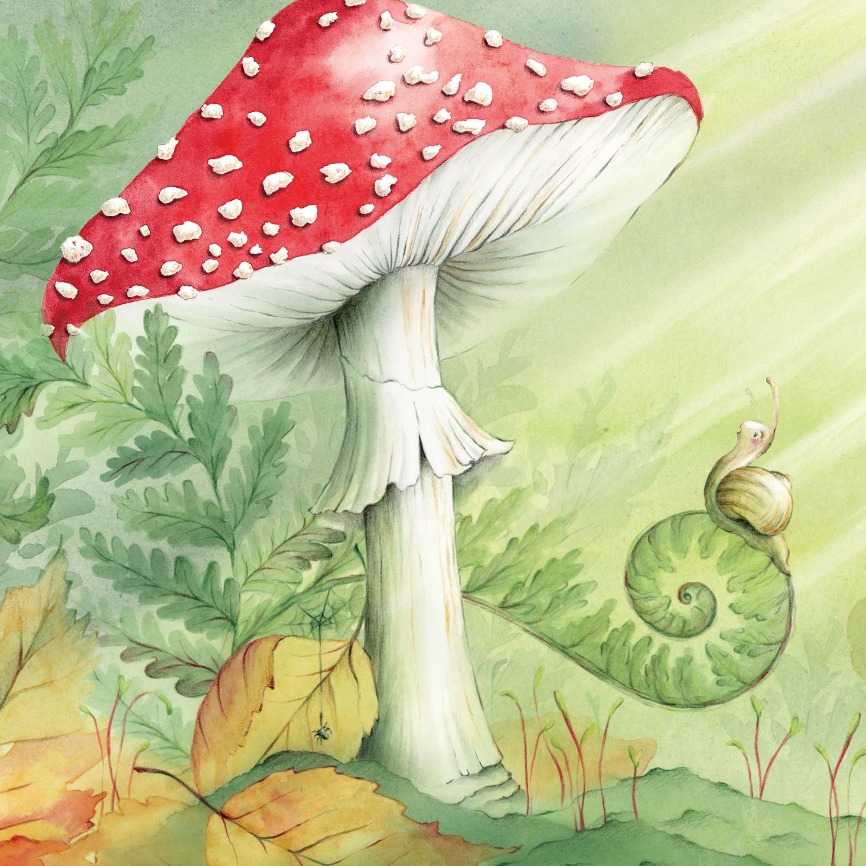 11. Vliegenzwam episode artwork