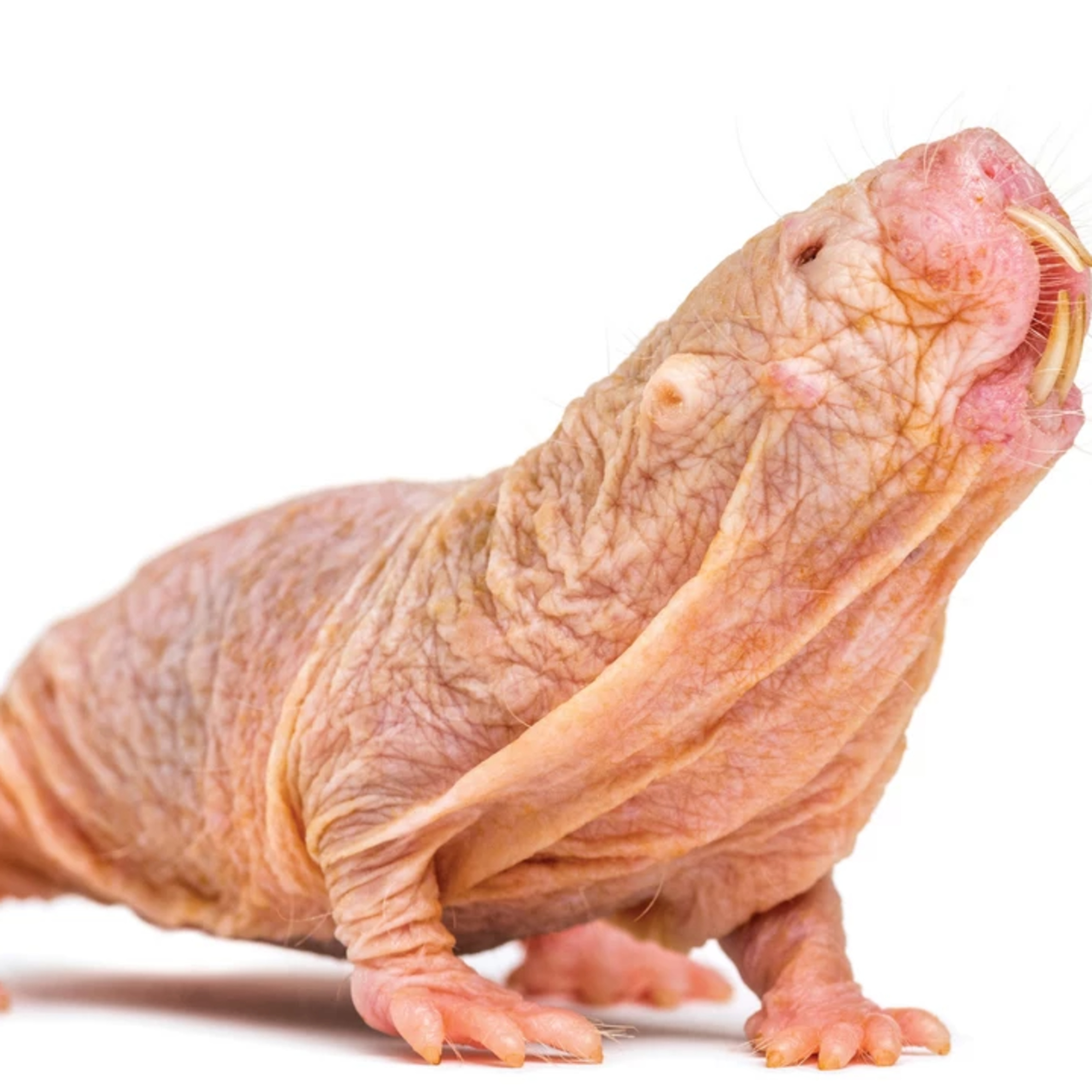 Animal Antics Podcast