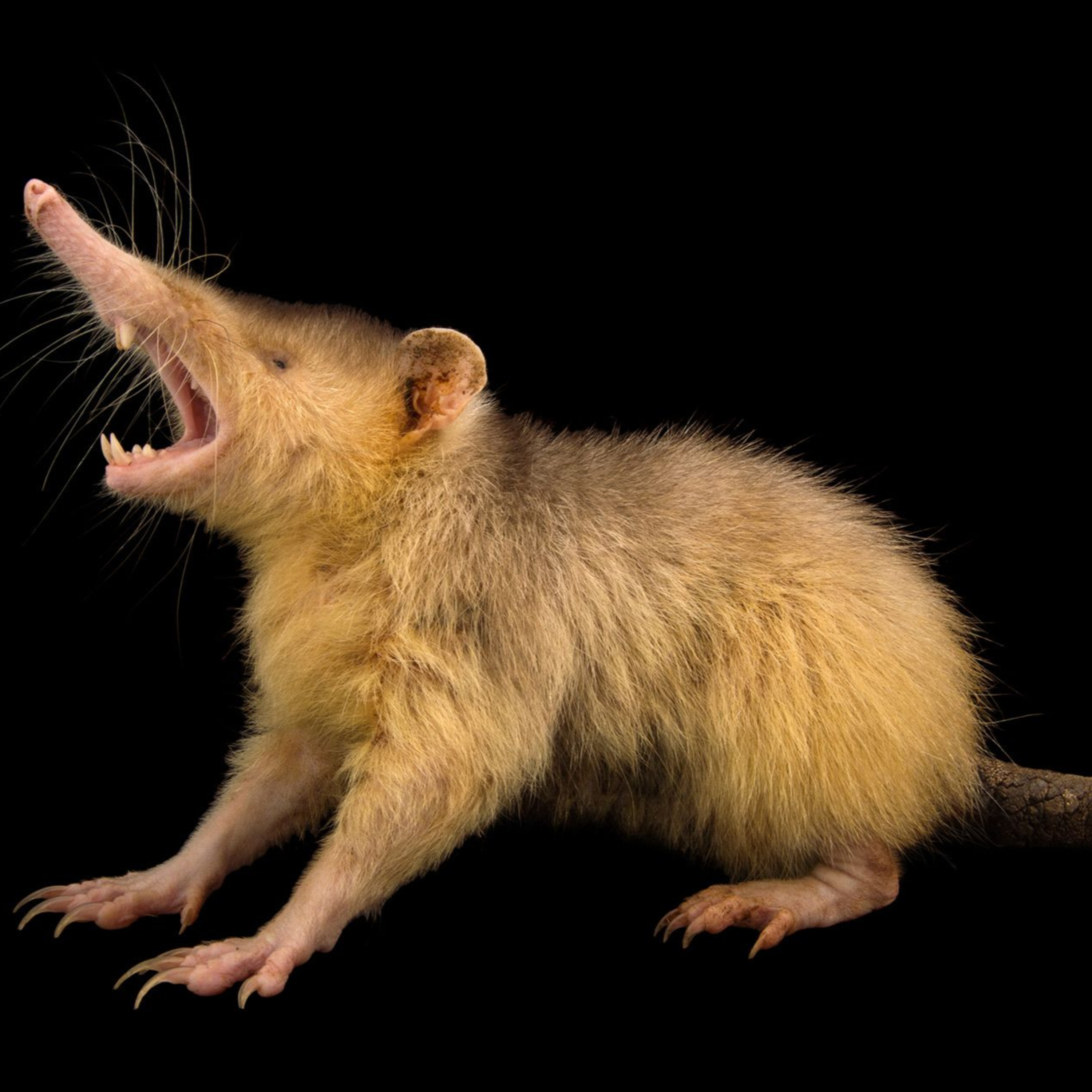 Episode 12: Solenodon episode artwork
