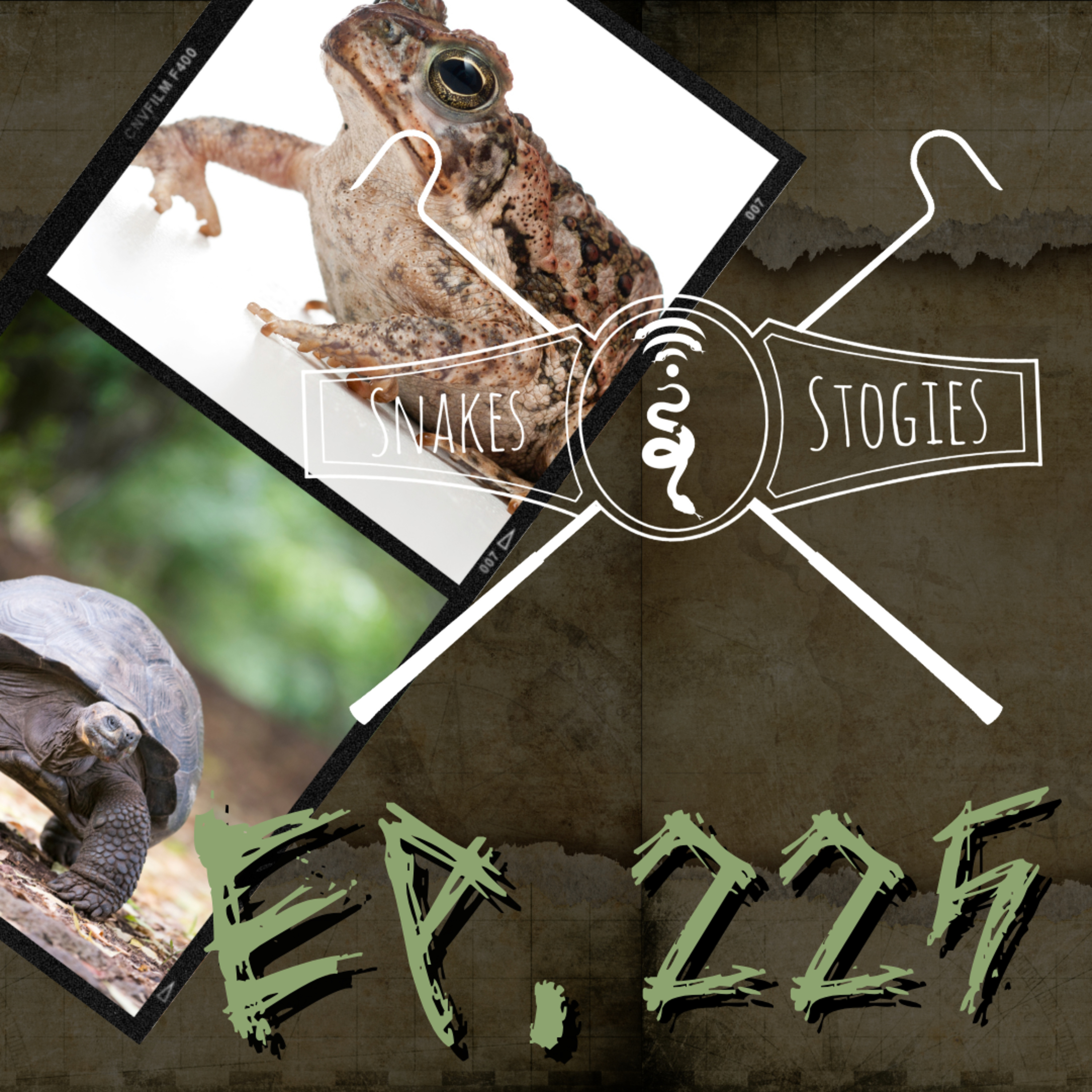 Toads & Torts w/ Billy Hunt | Snakes & Stogies Ep. 225 episode artwork