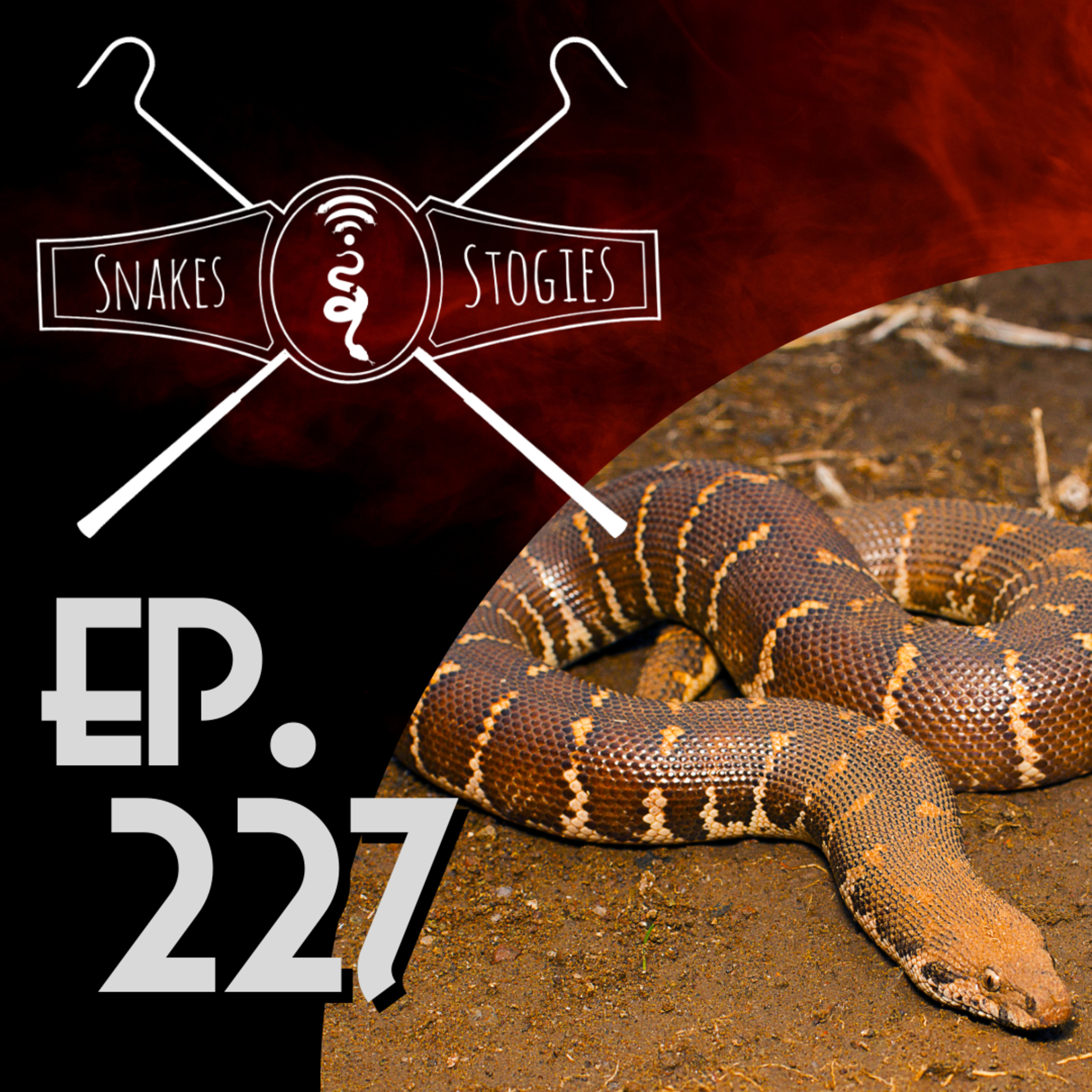 Rough Scaled Sand Boas with Rob Robins | Snakes & Stogies Ep. 227