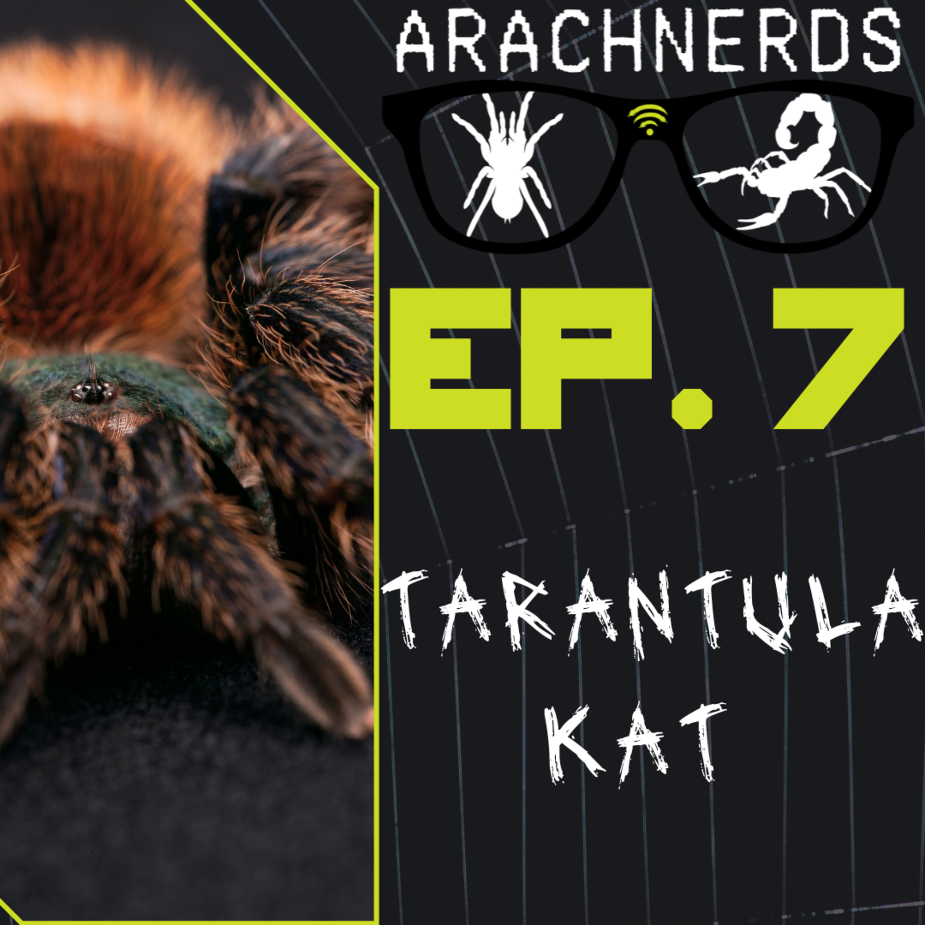 Tarantula Kat | ArachNerds Ep. 7 episode artwork
