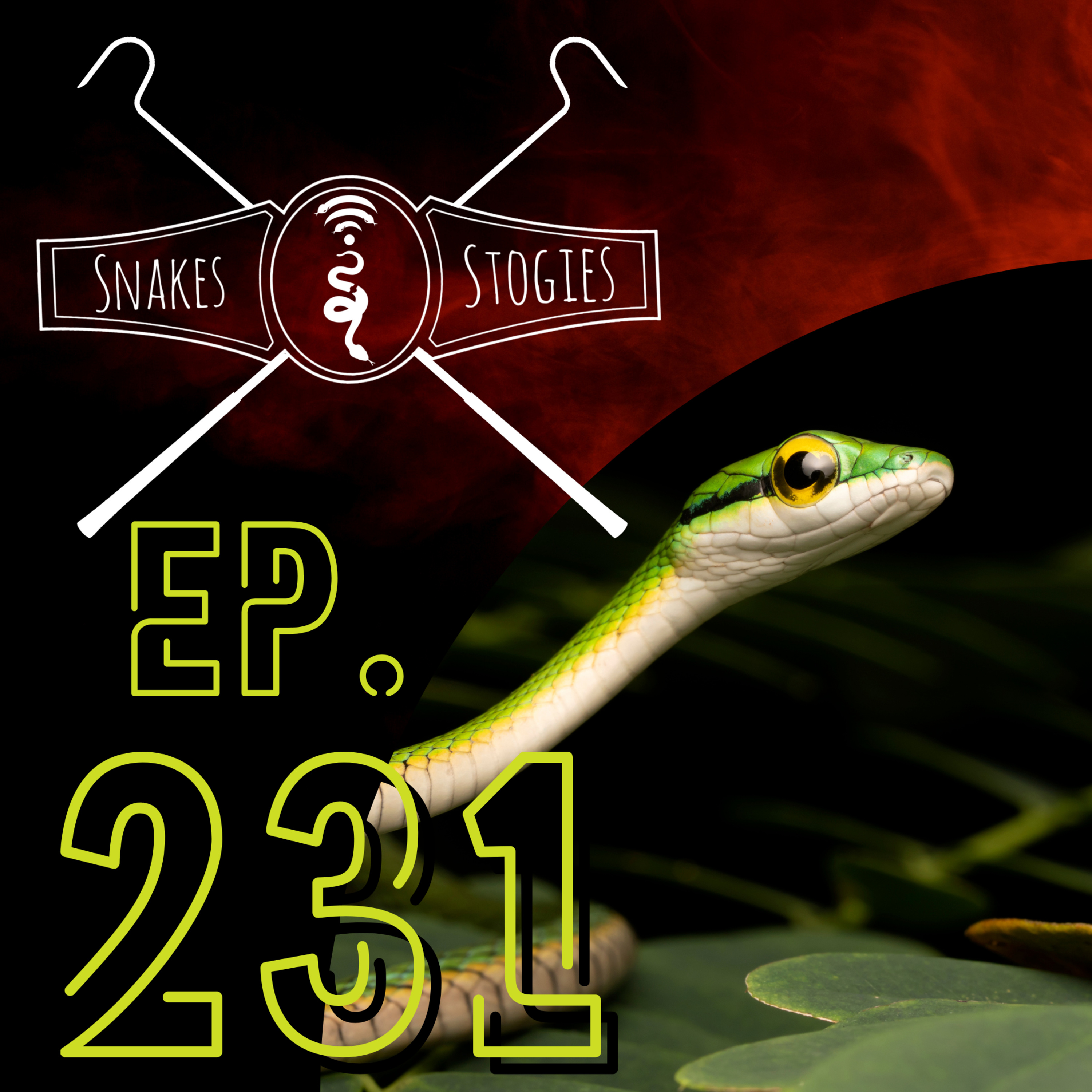 Herping Costa Rica w/ James Opdahl, Justin Olson, and Andy Middleton | Snakes & Stogies Ep. 231 episode artwork