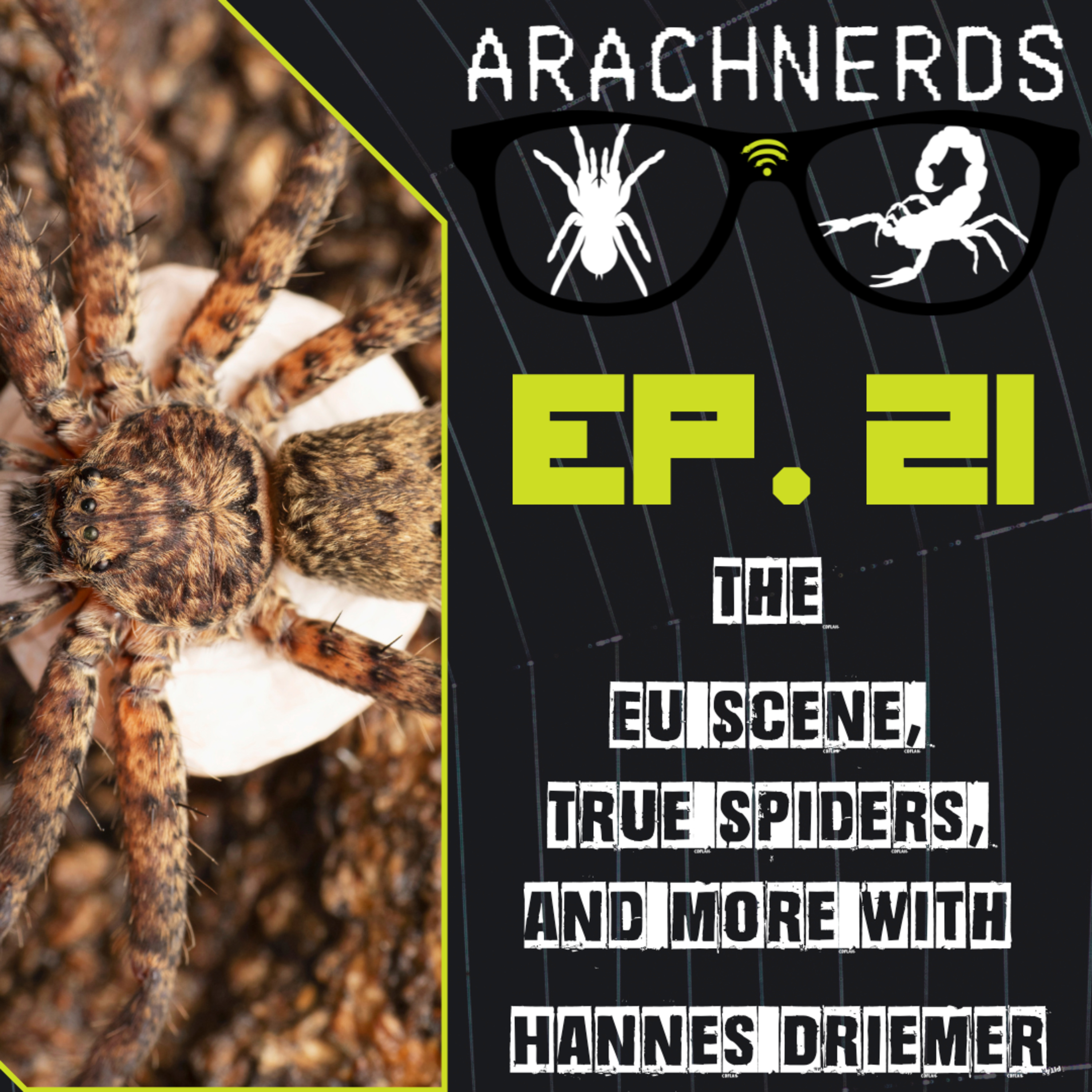 The European Scene, True Spiders and more with Hannes Driemer | ArachNerds Ep. 21