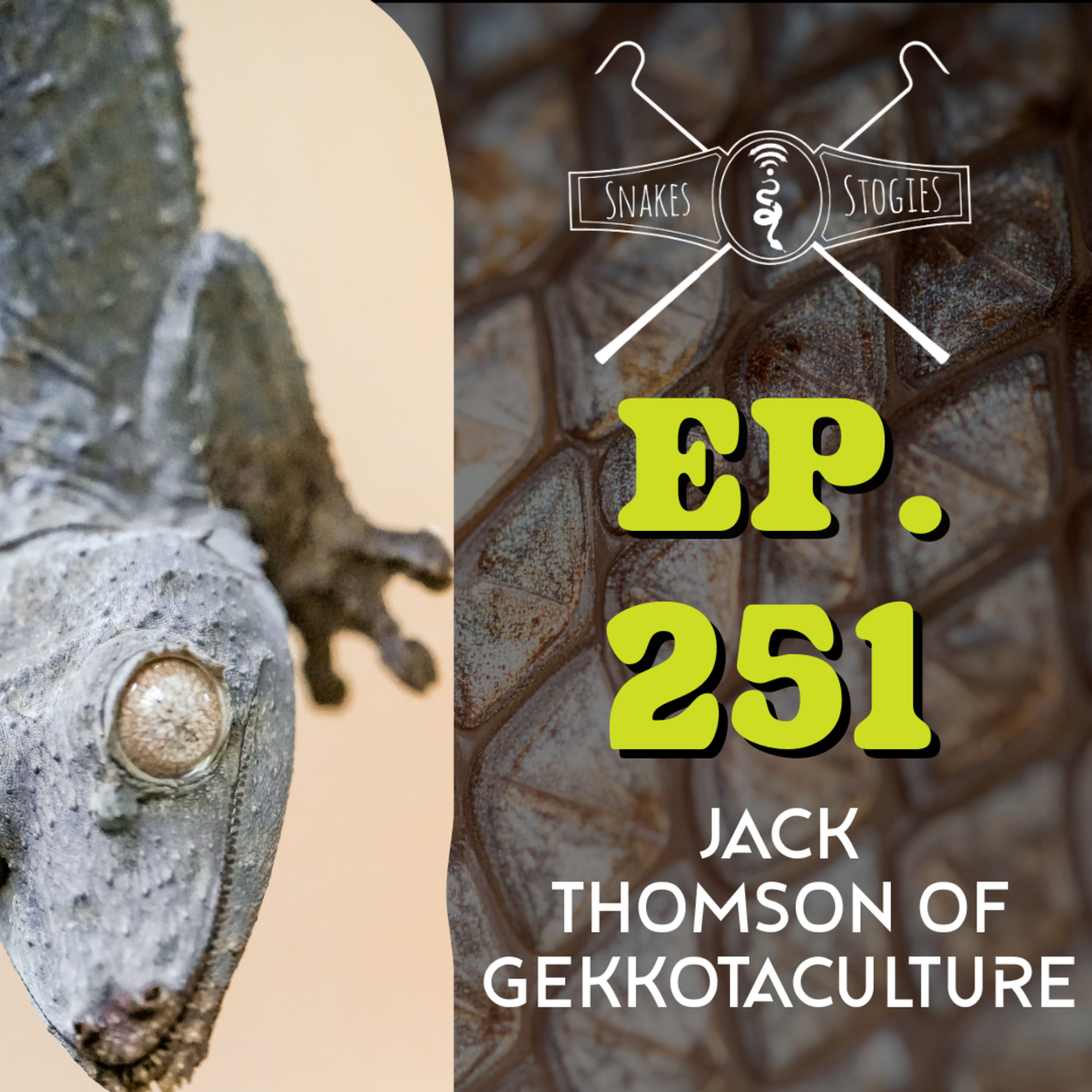 Jack Thomson of Gekkotaculture | Snakes & Stogies Ep. 251 episode artwork