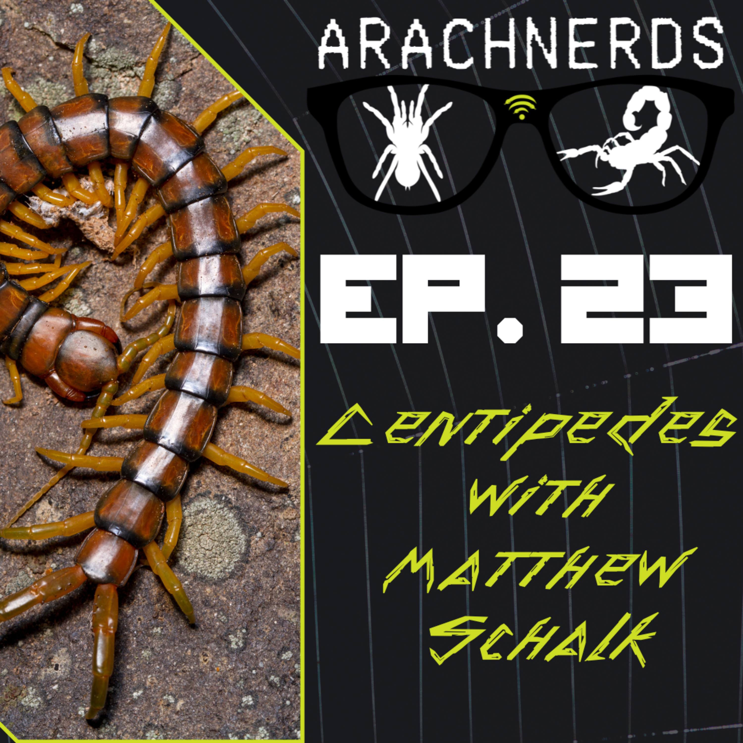 Centipedes with Matthew Schalk| ArachNerds Ep. 23 episode artwork