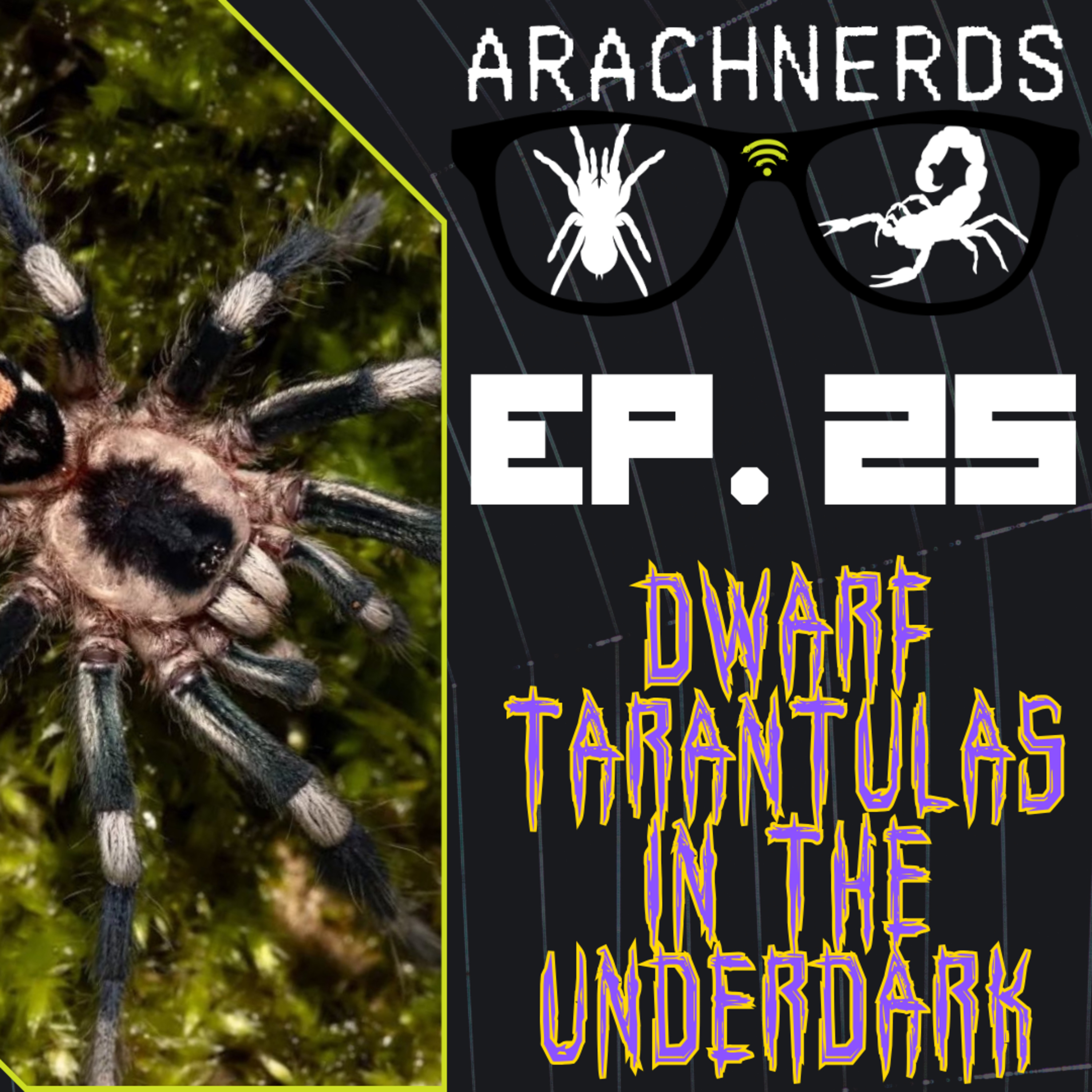 Dwarf Tarantulas in the Underdark | ArachNerds Ep. 25