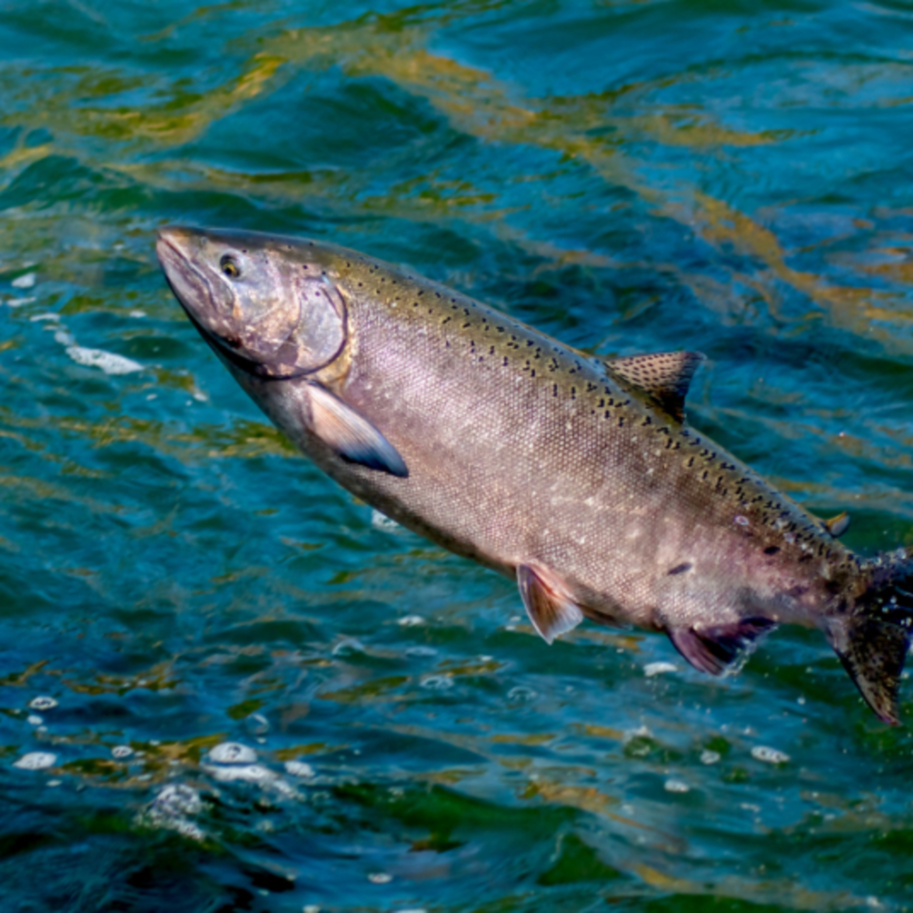Episode 105: Klamath River Salmon Return After Dam Removal episode artwork