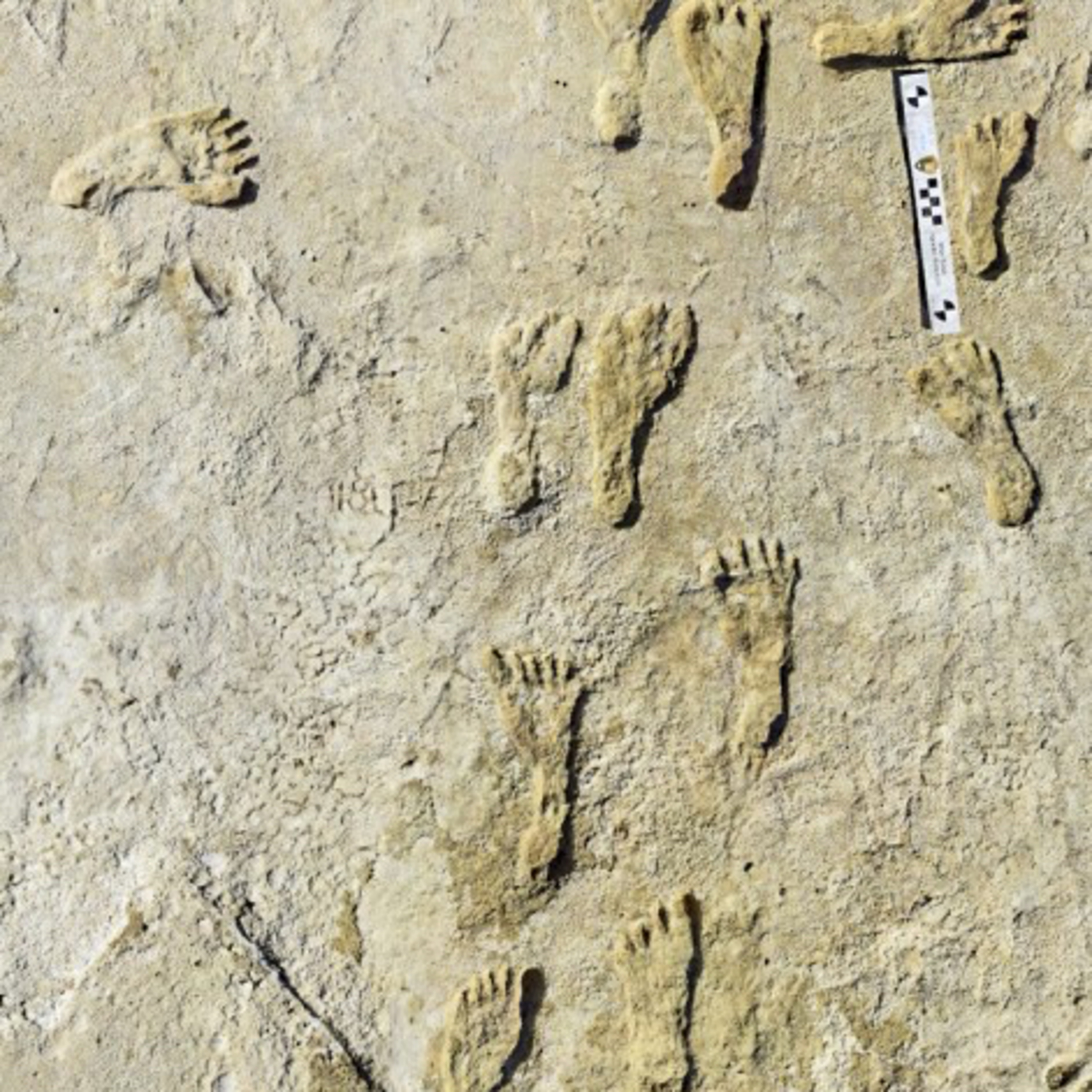 S2 #8: White Sands Footprints- A 23,000-Year-Old Mystery? episode artwork