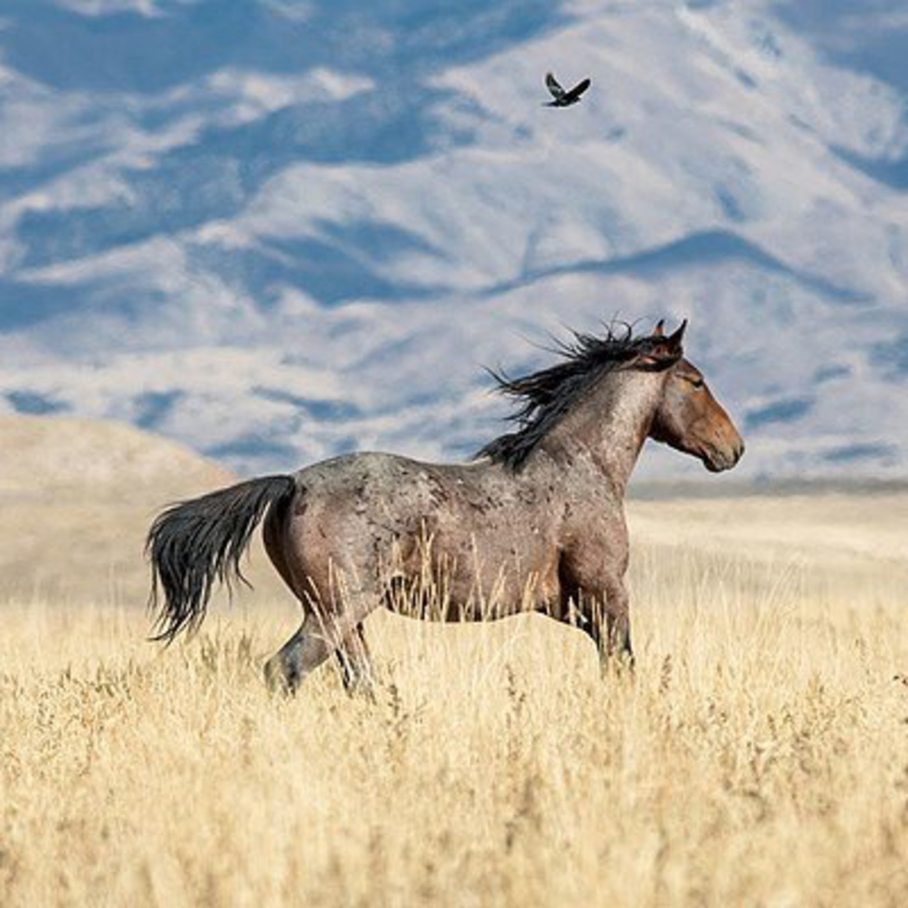 S2 #13: American Mustangs- History, Ecology, and Management episode artwork