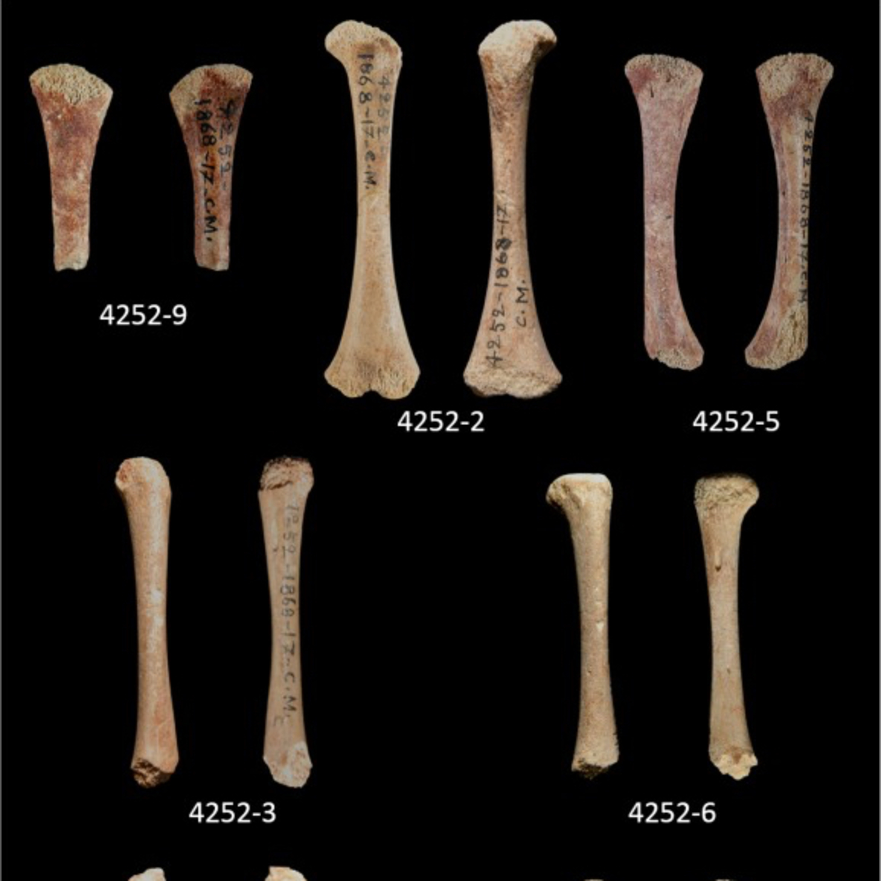 Cro-Magnon Infants: Morphology and Mortuary Practices in the Upper Paleolithic episode artwork