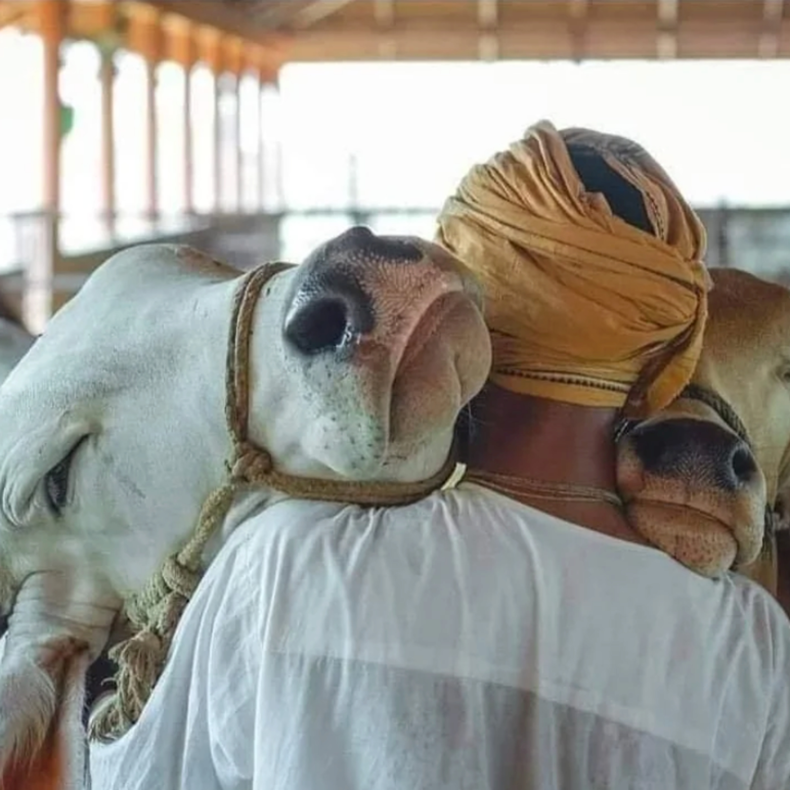 Got Milk? - The Indian Dairy Context.