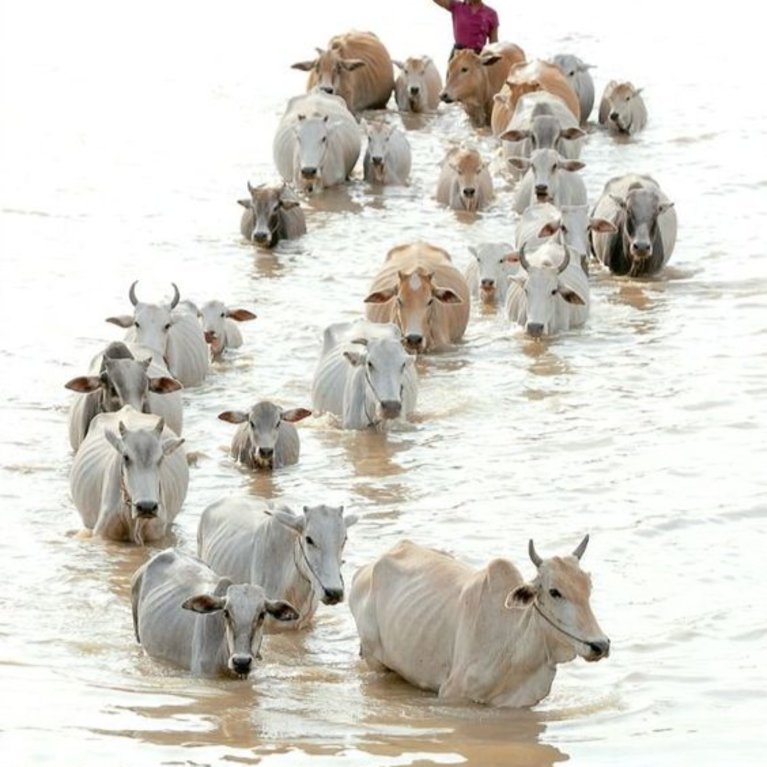 Got Milk? - The Indian Dairy Context.