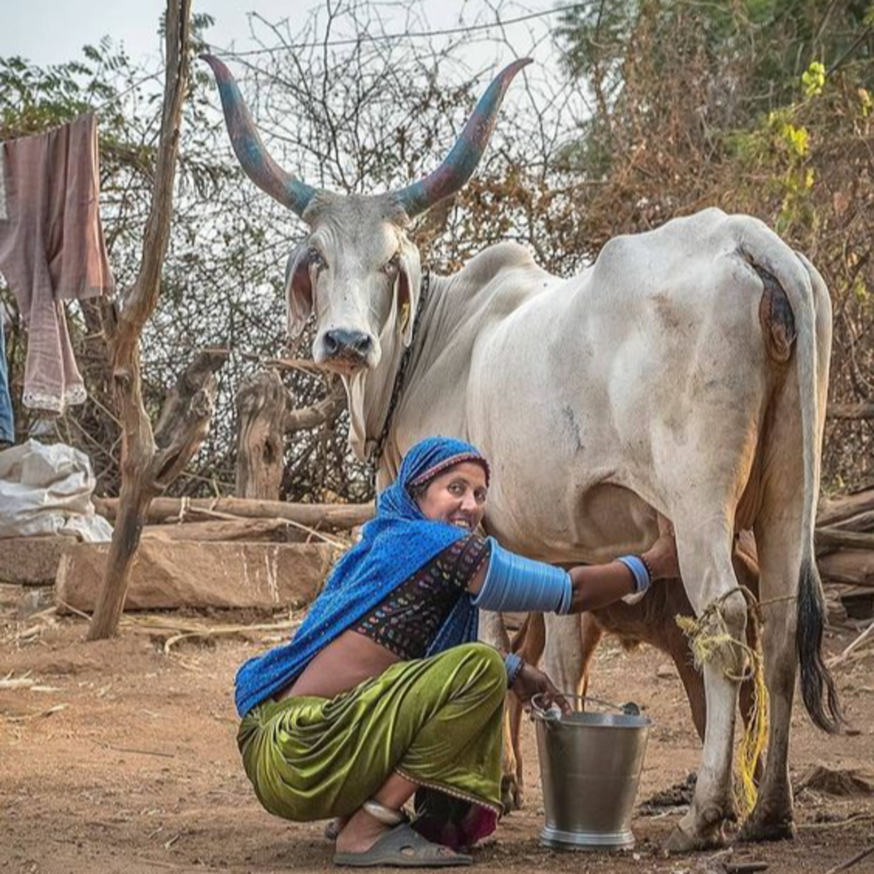 Got Milk? - The Indian Dairy Context.