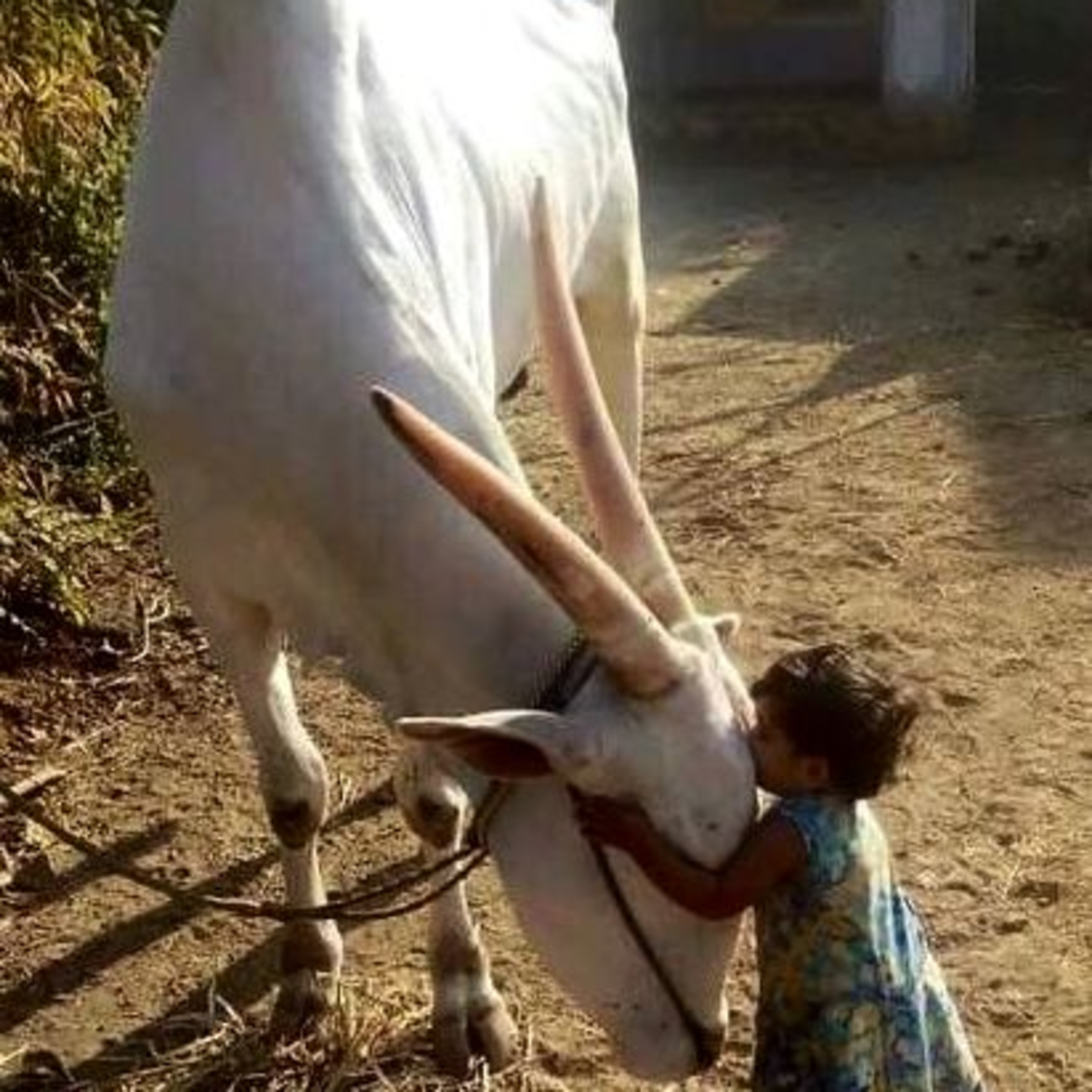 Got Milk? - The Indian Dairy Context.