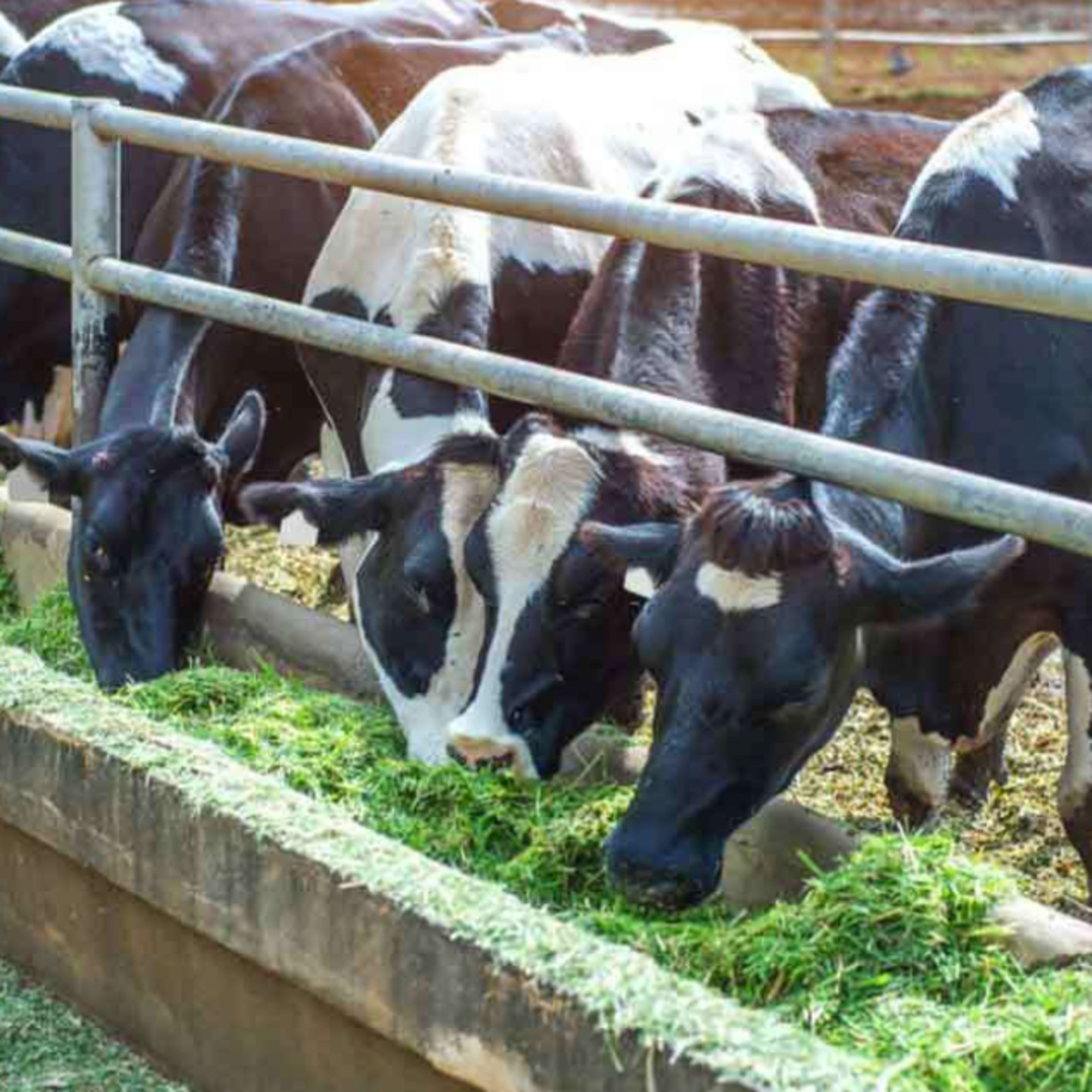 Got Milk? - The Indian Dairy Context.