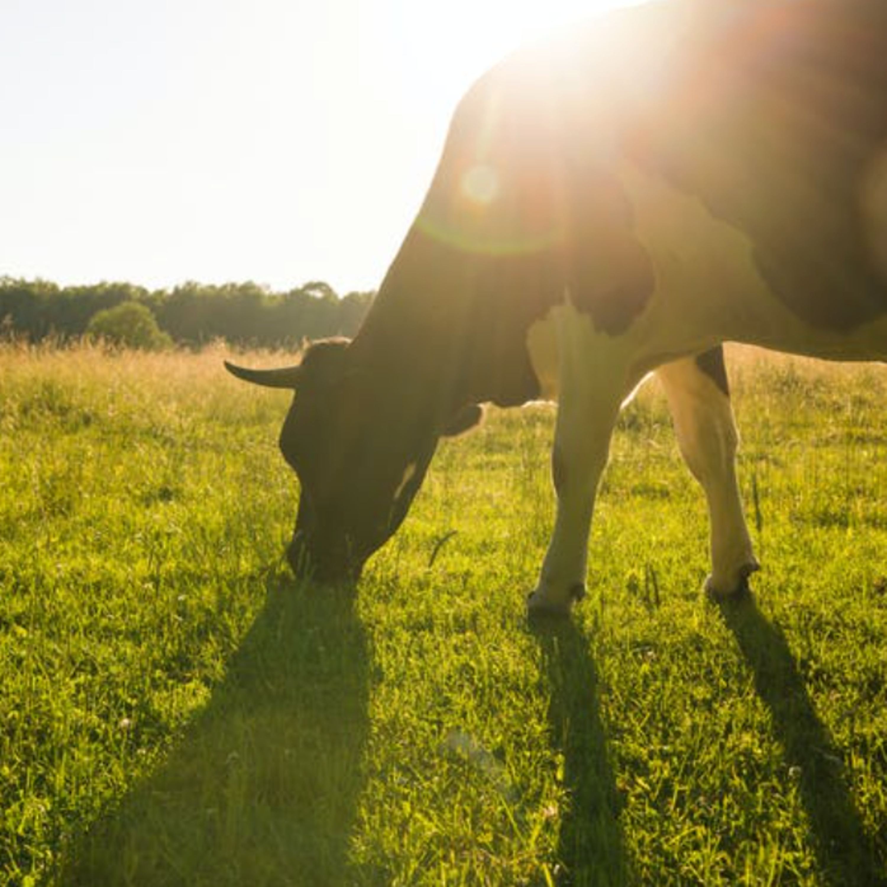 Got Milk? - The Indian Dairy Context.