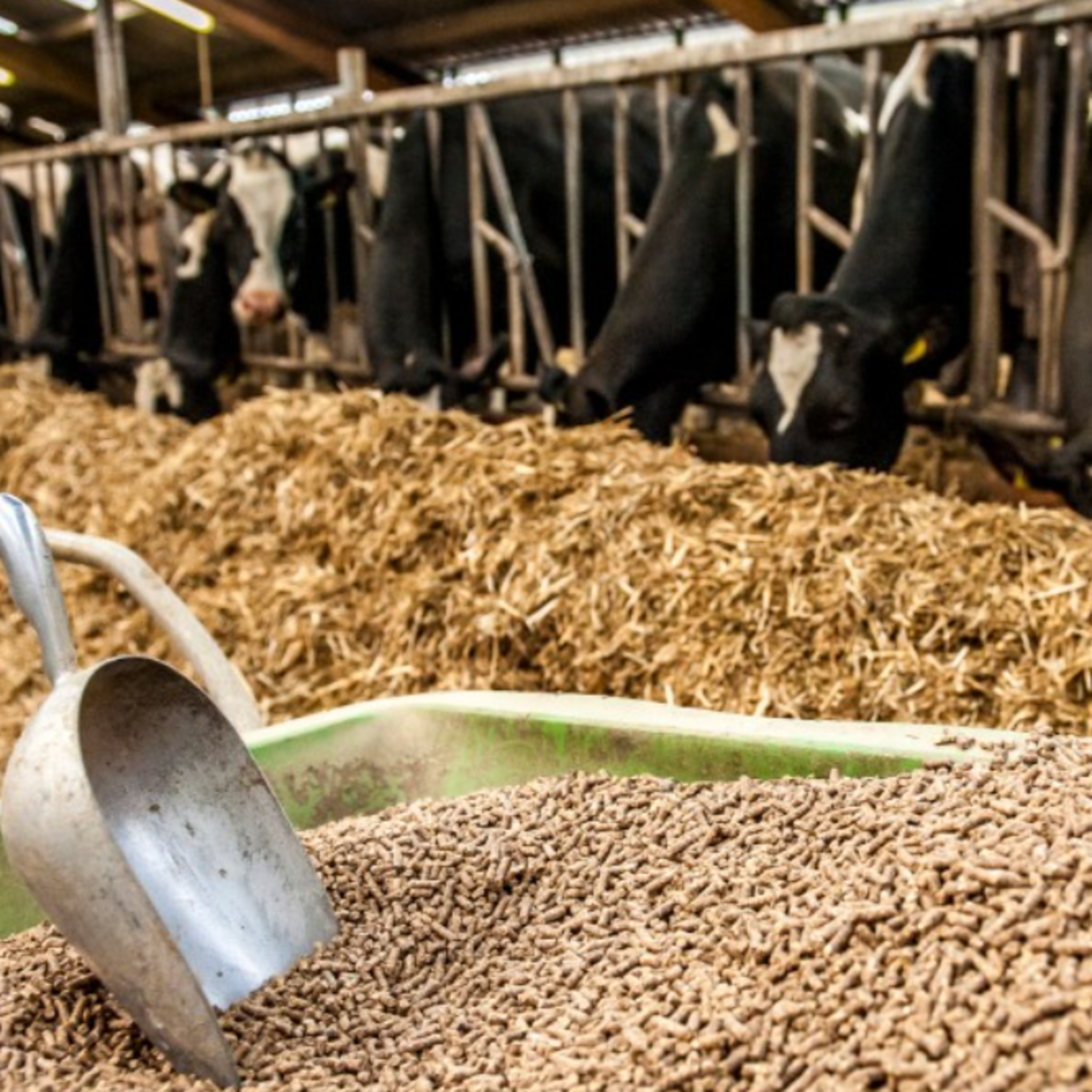 Got Milk? - The Indian Dairy Context.
