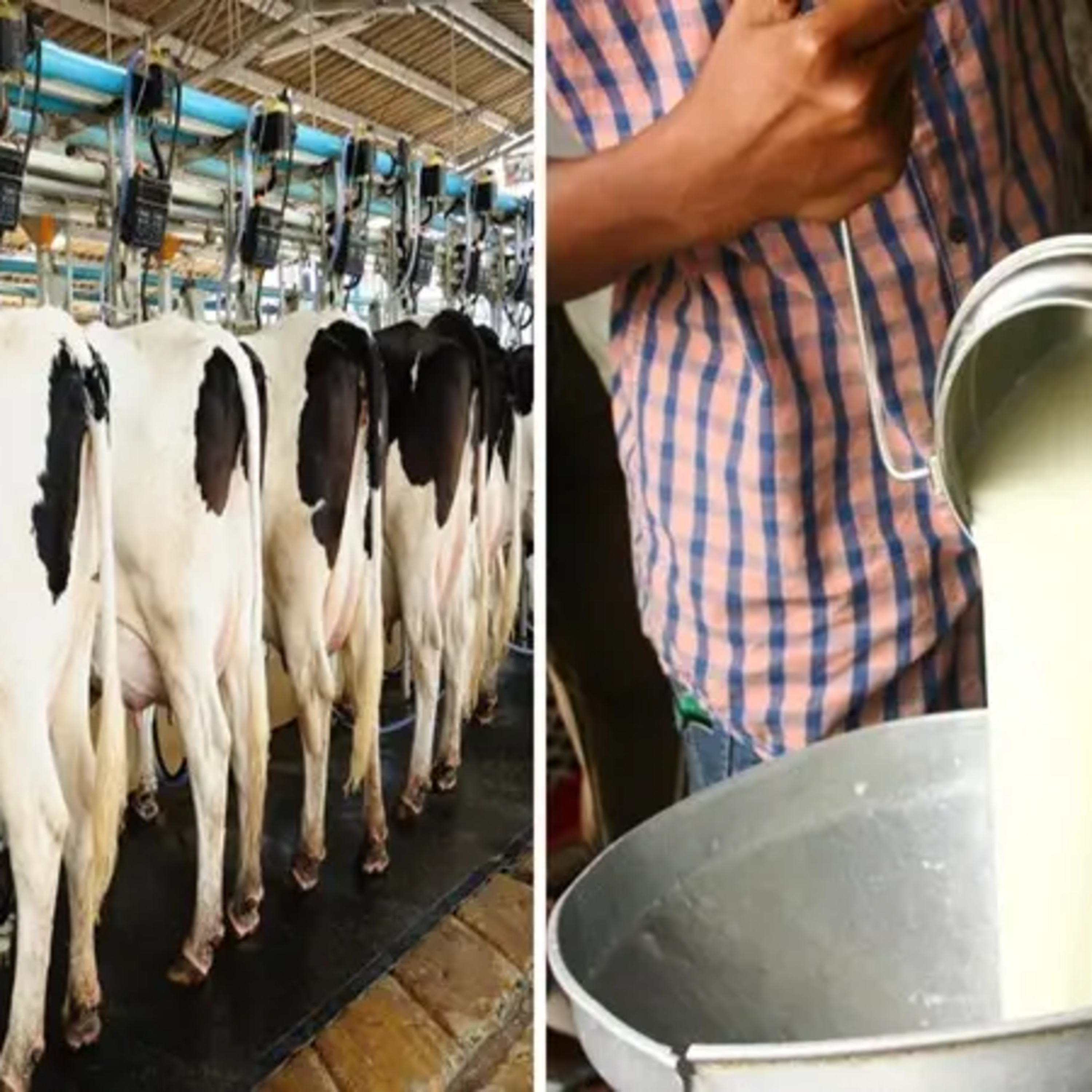 Got Milk? - The Indian Dairy Context.