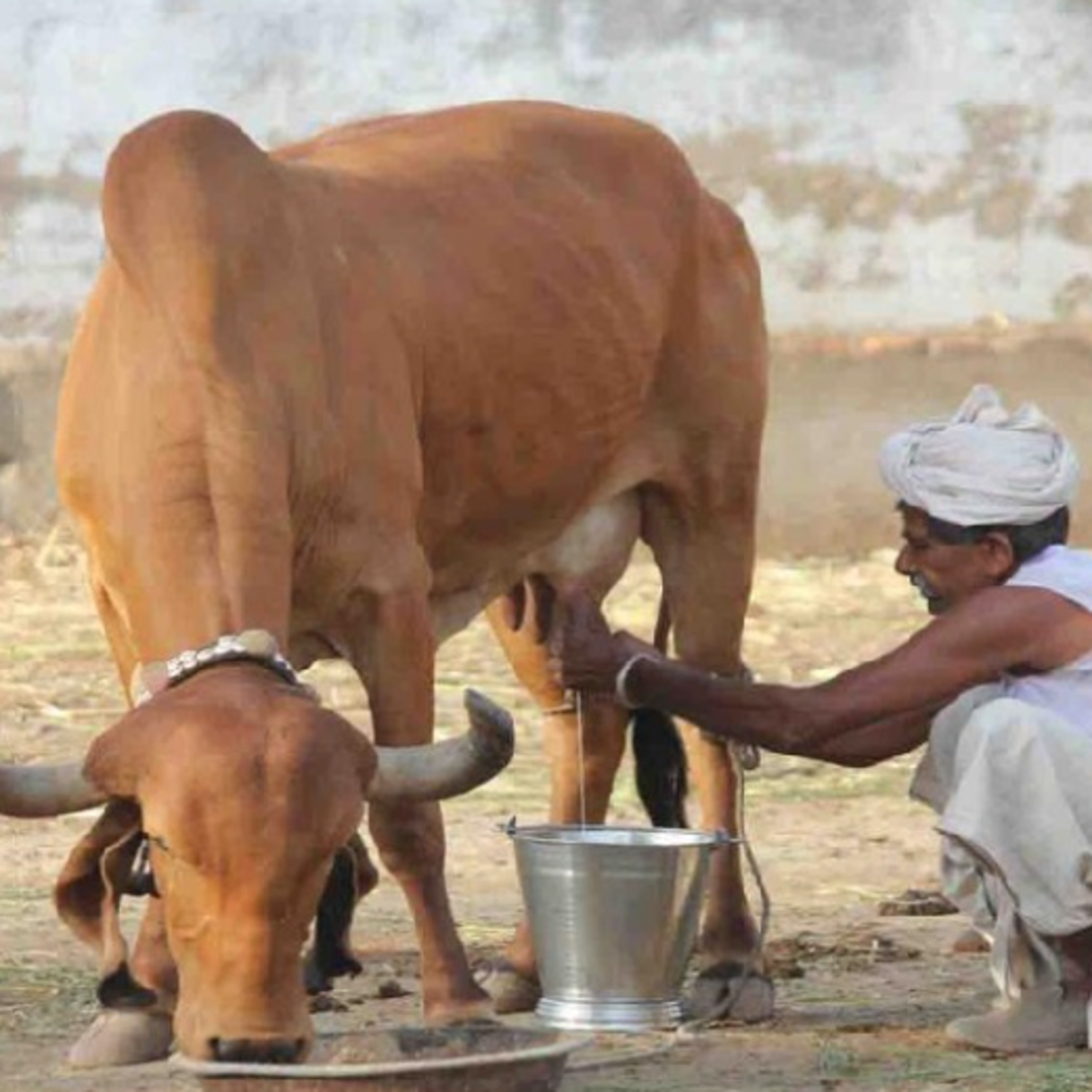 Got Milk? - The Indian Dairy Context.