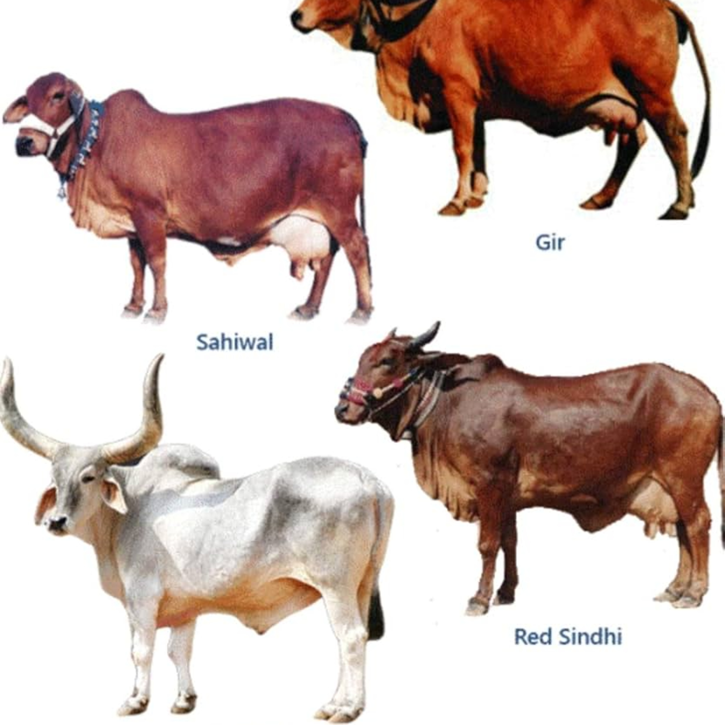 Got Milk? - The Indian Dairy Context.