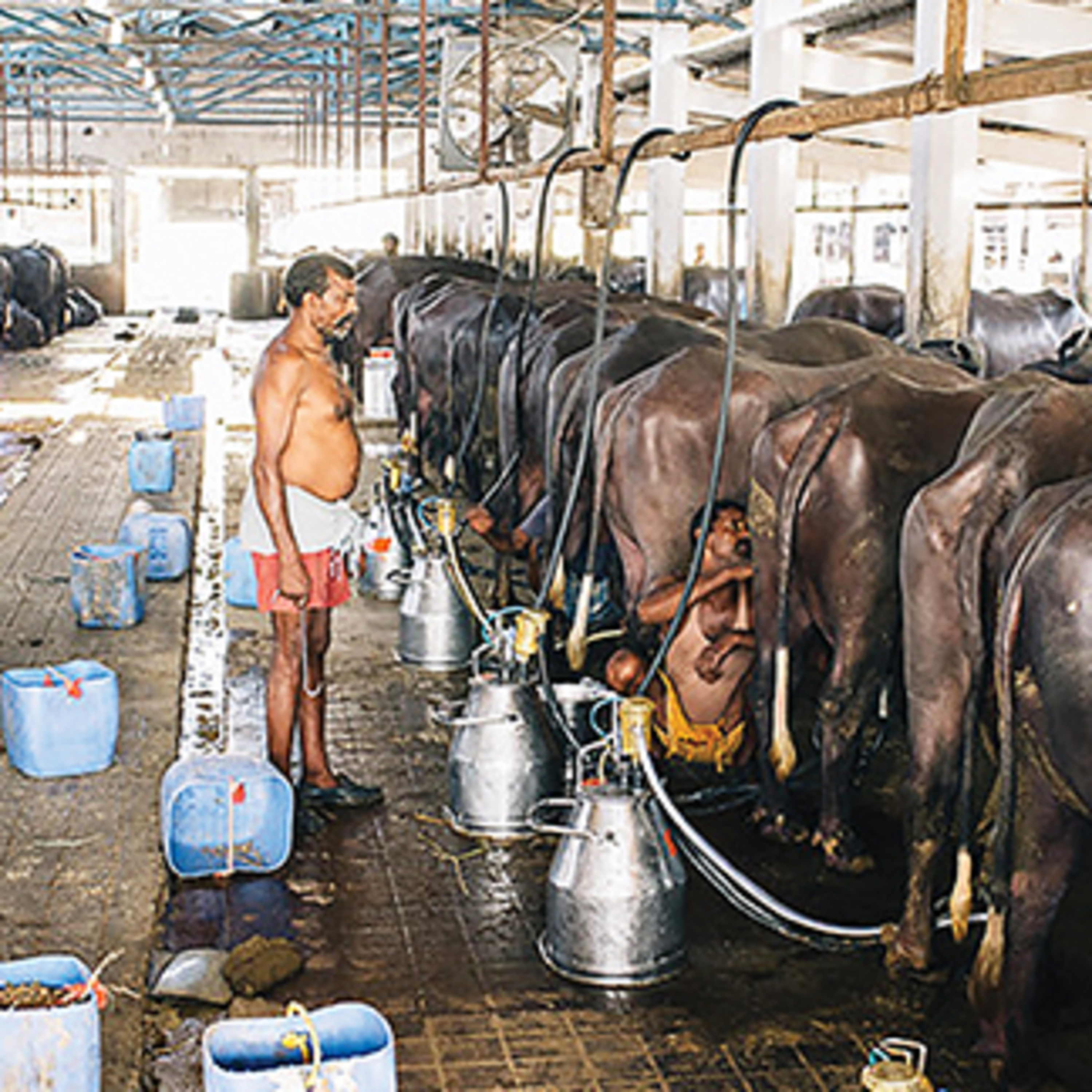 Got Milk? - The Indian Dairy Context.
