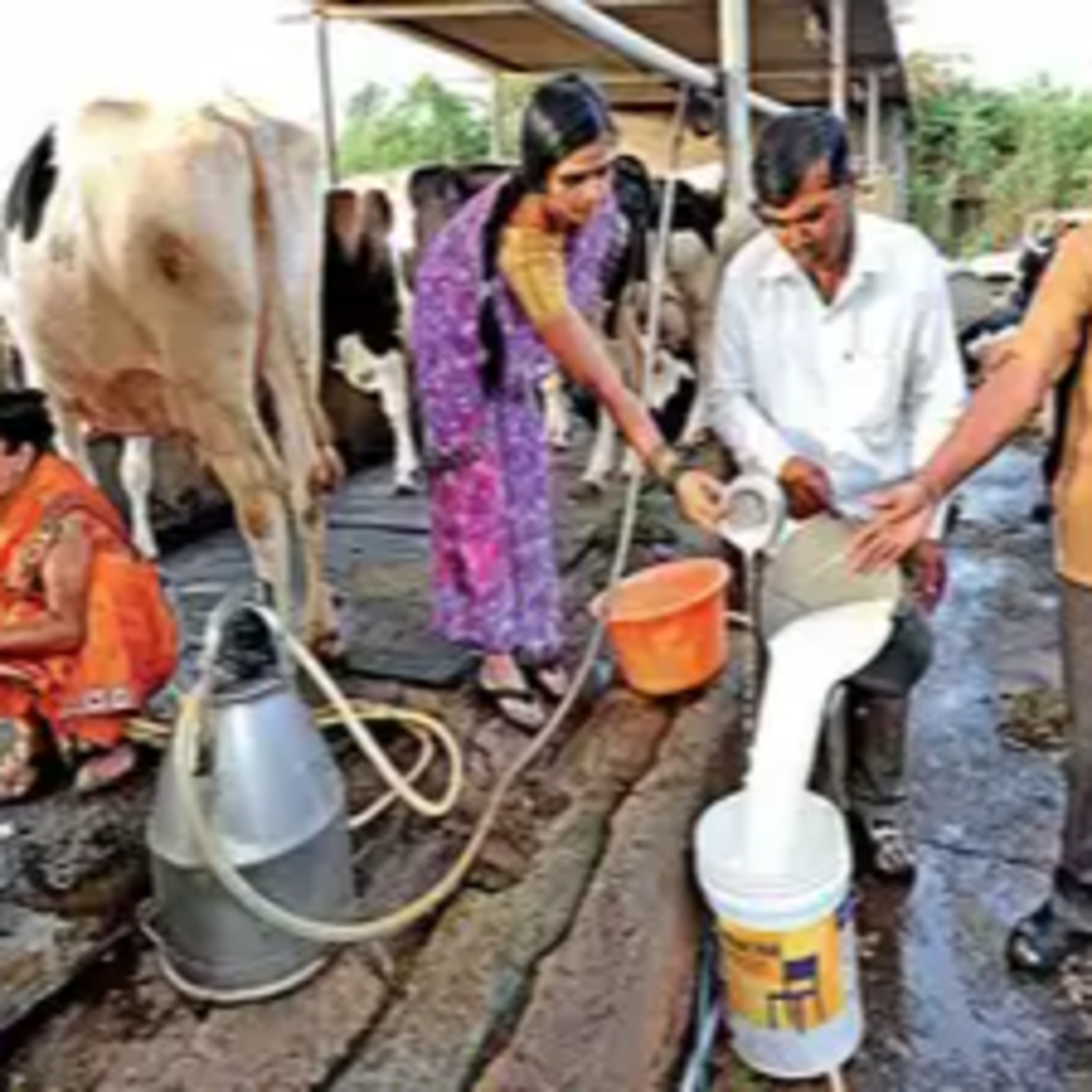 Got Milk? - The Indian Dairy Context.