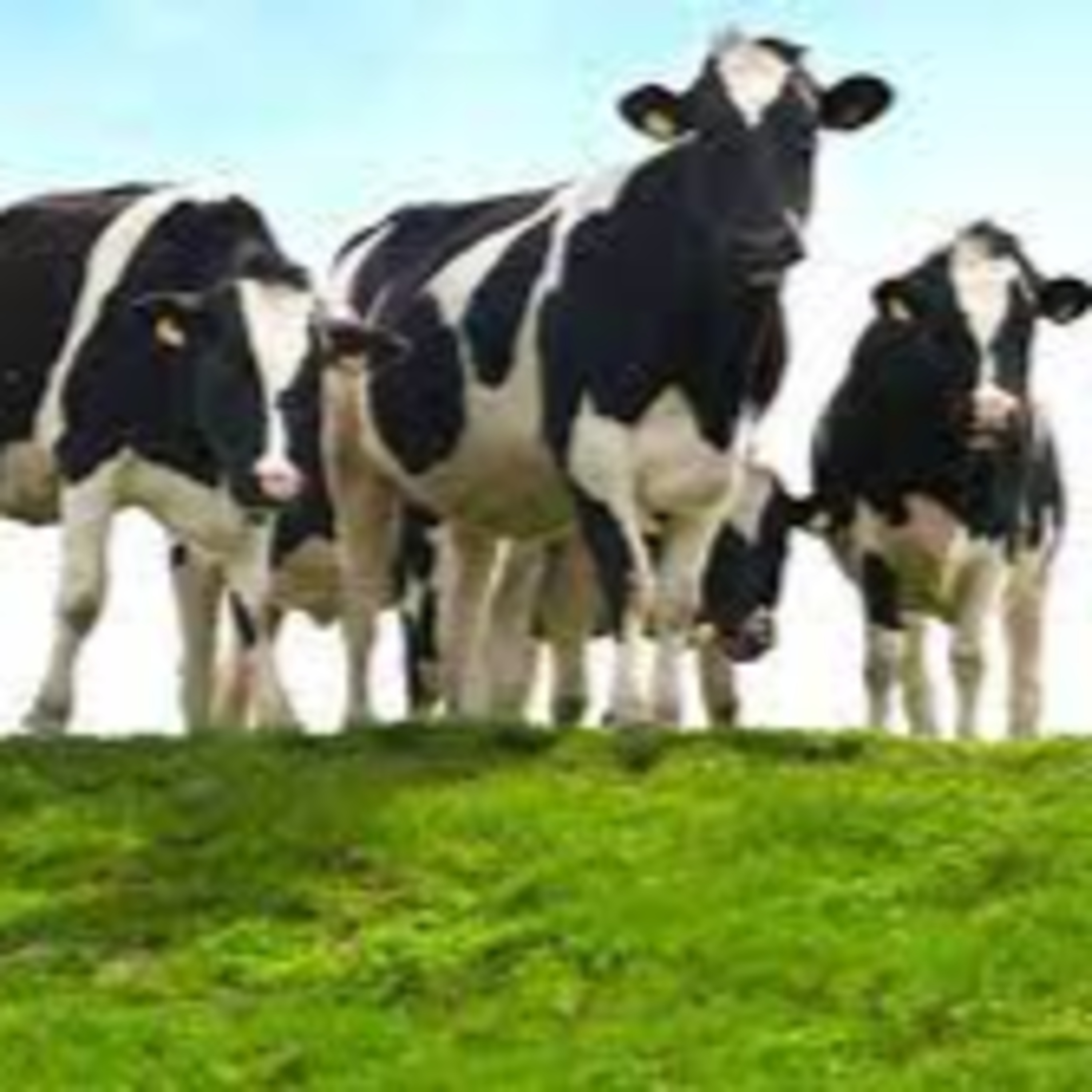 Got Milk? - The Indian Dairy Context.