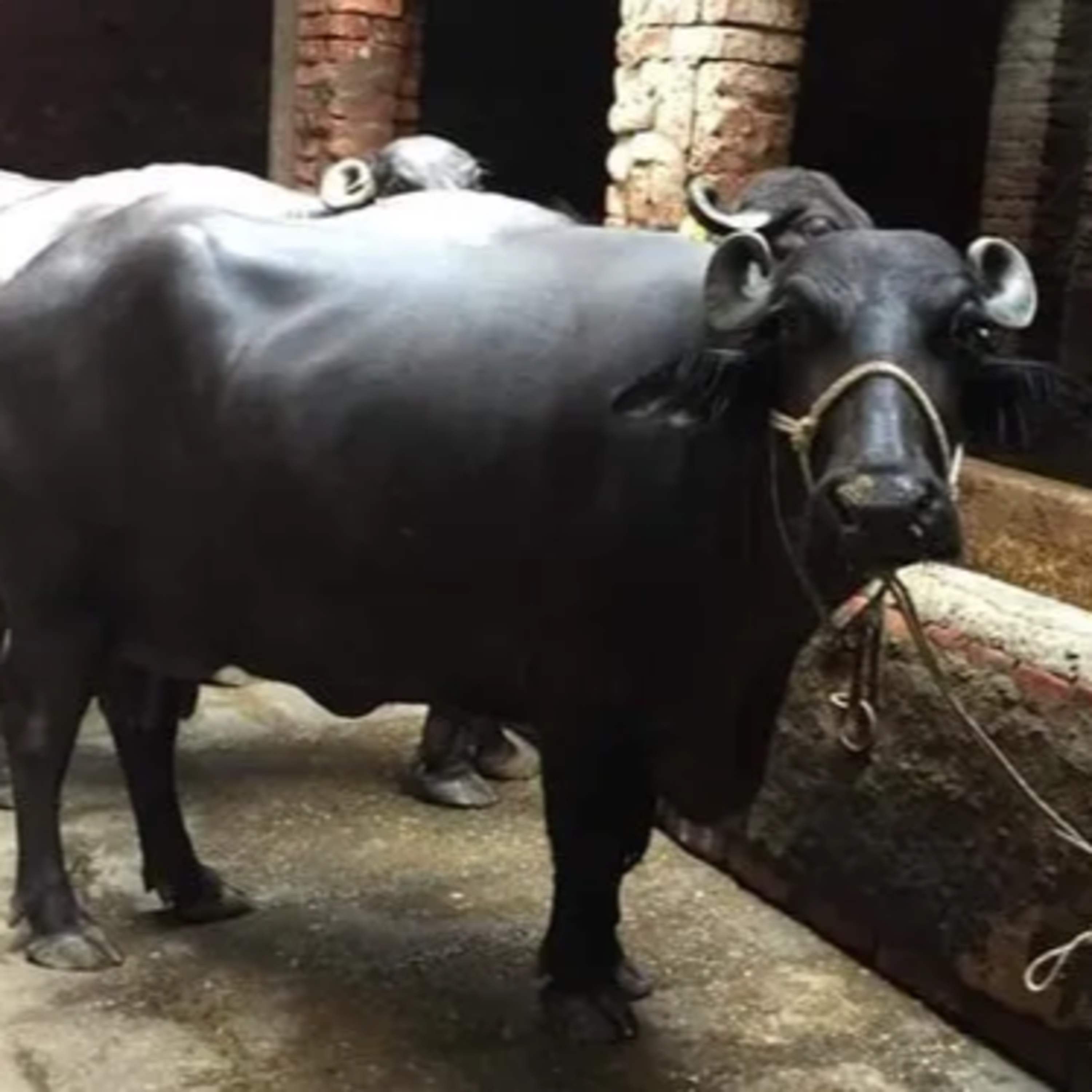 Got Milk? - The Indian Dairy Context.