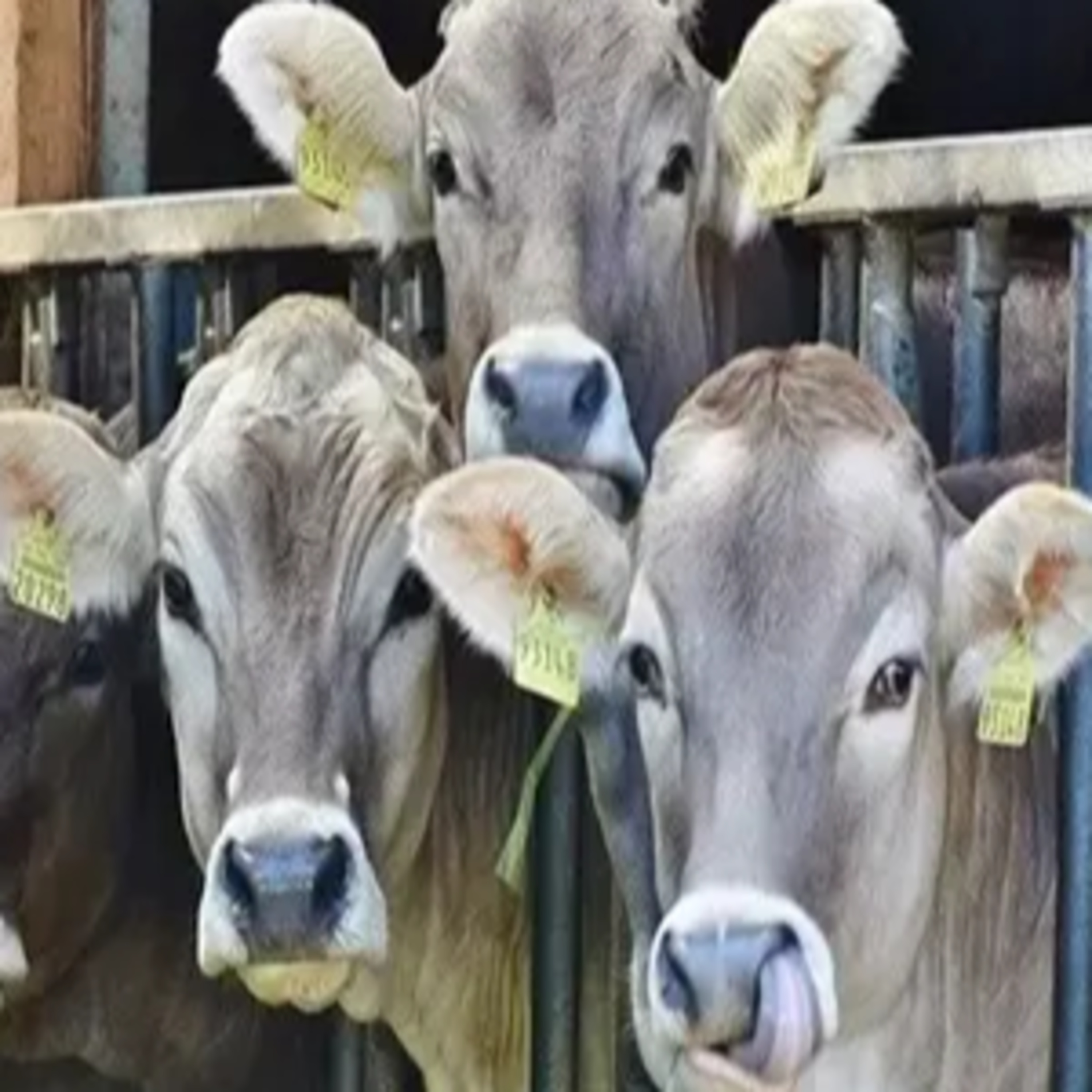 Got Milk? - The Indian Dairy Context.