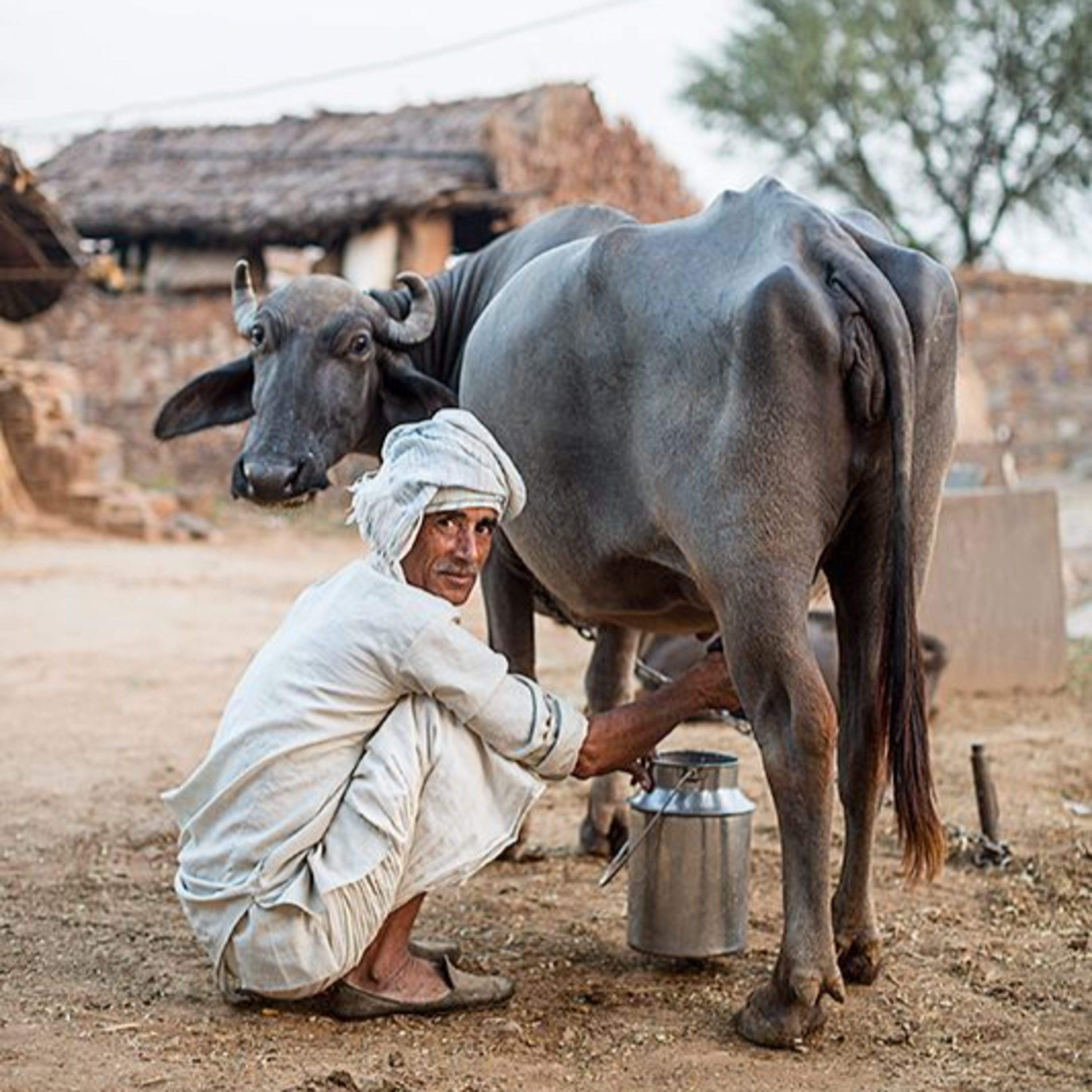 Got Milk? - The Indian Dairy Context.