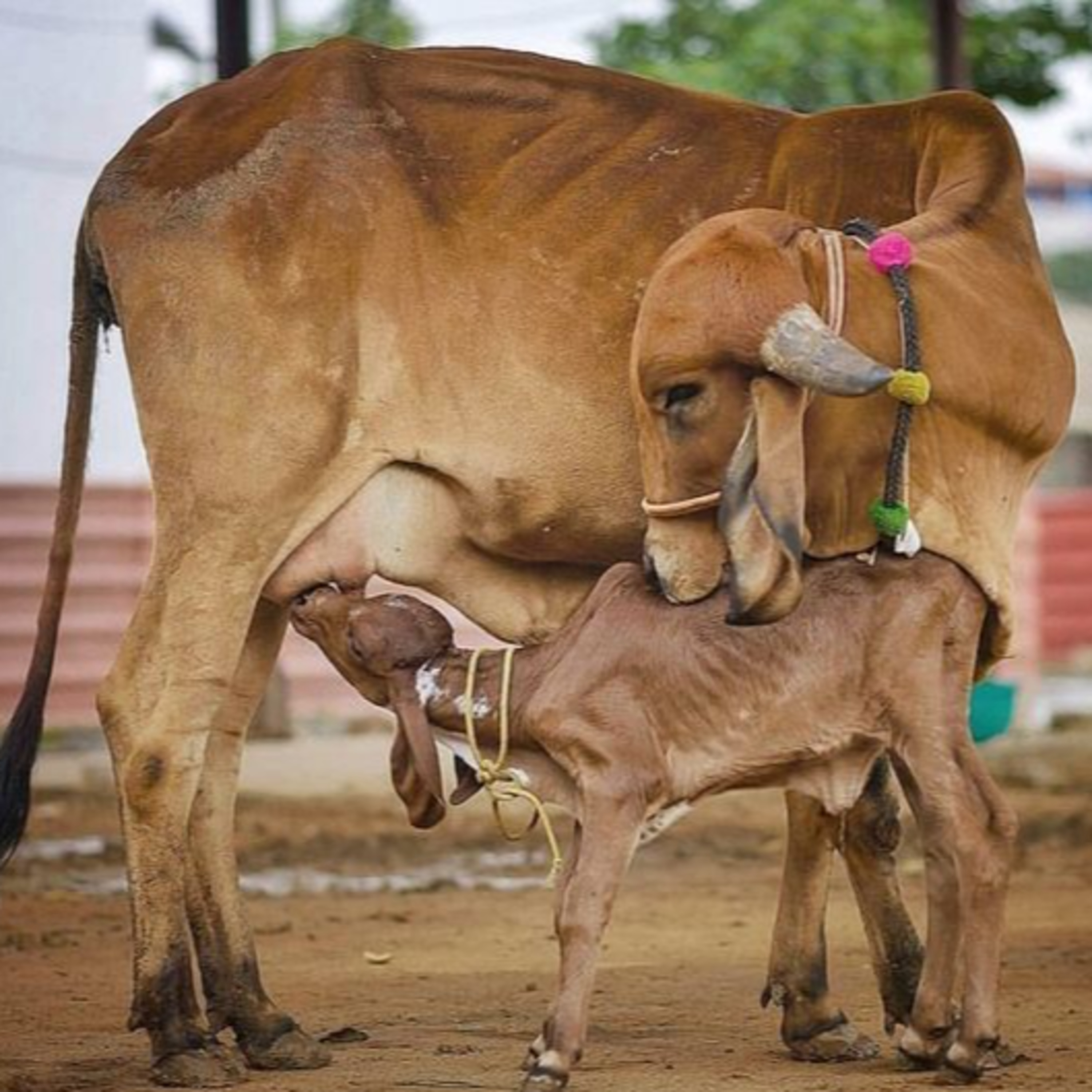 Got Milk? - The Indian Dairy Context.