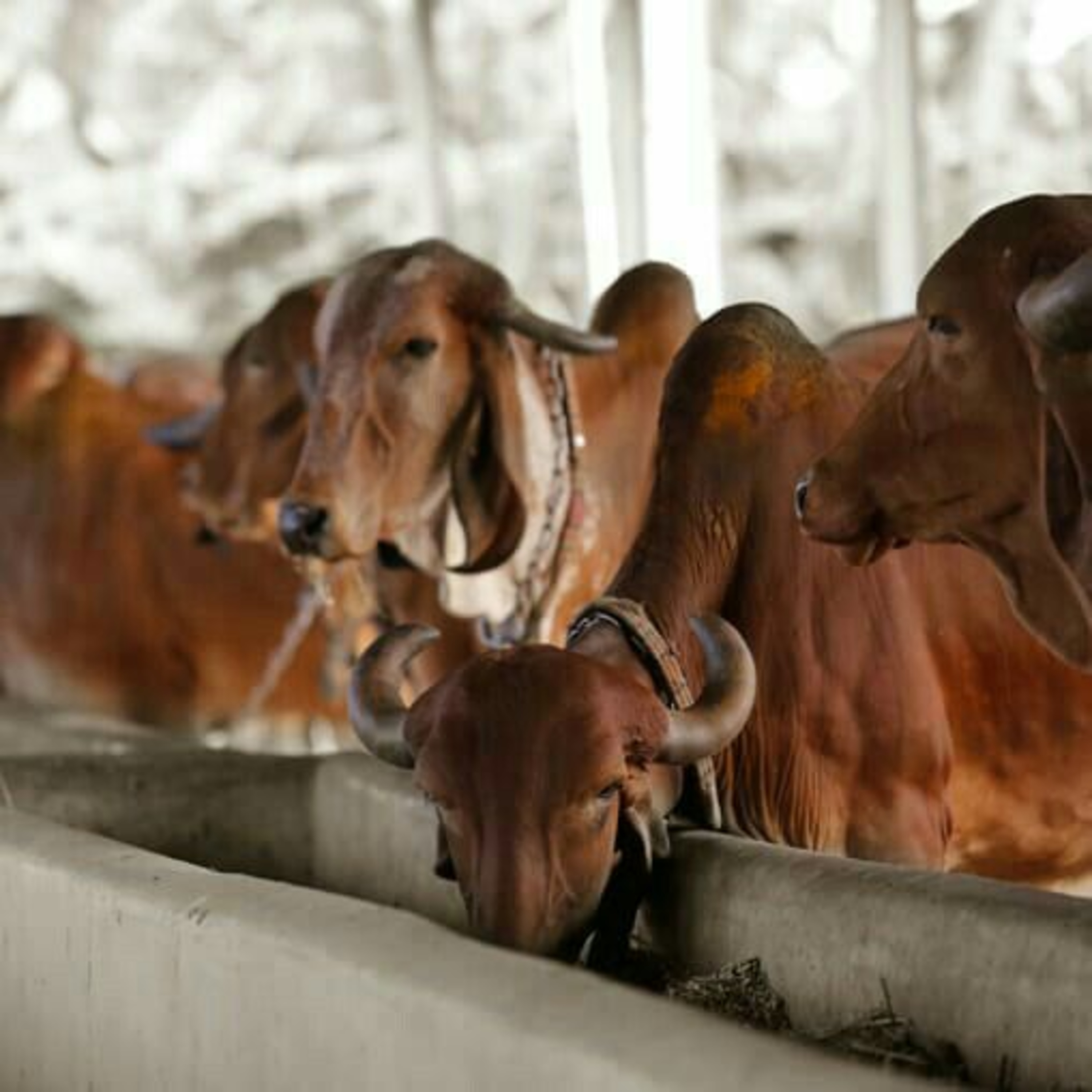 Got Milk? - The Indian Dairy Context.