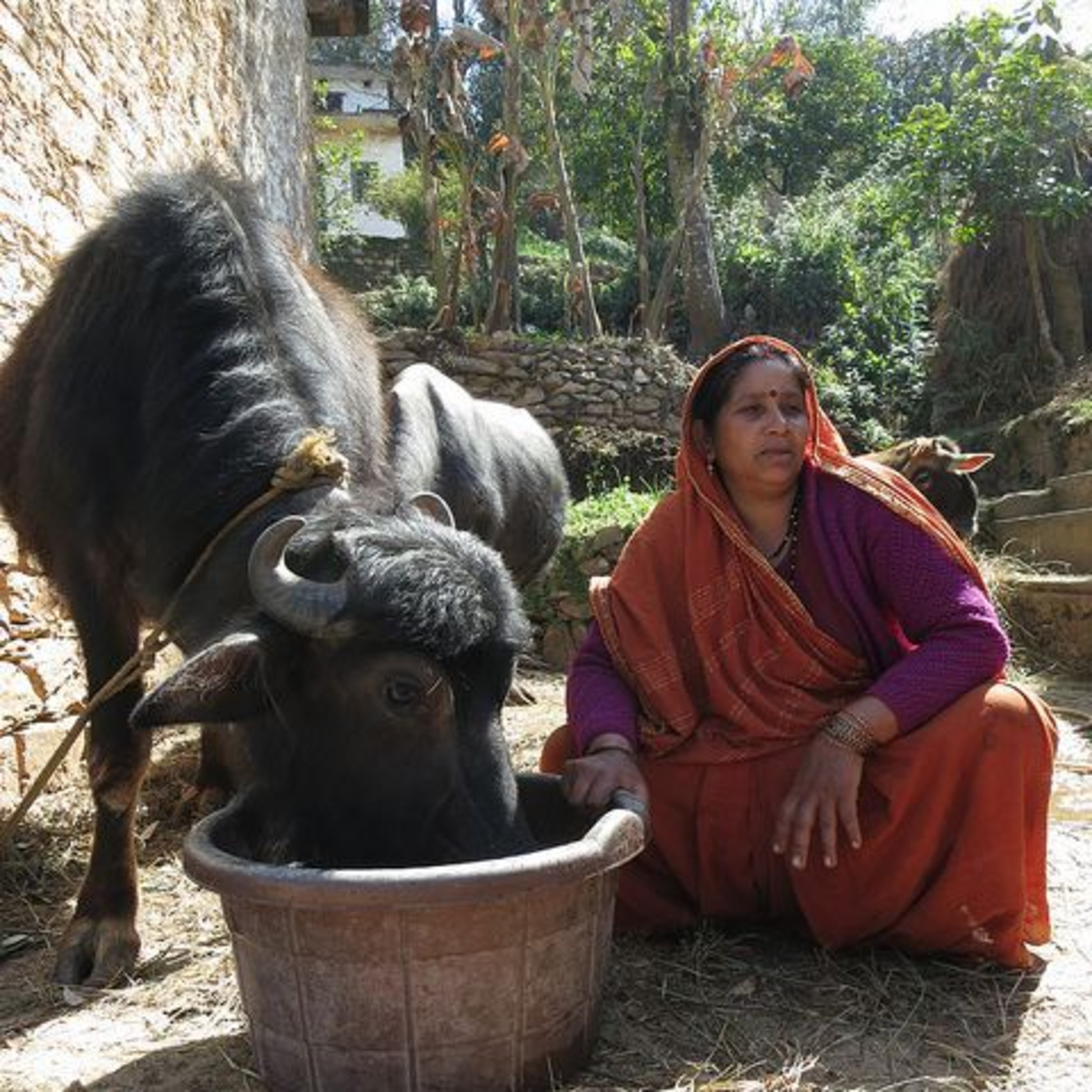 Got Milk? - The Indian Dairy Context.