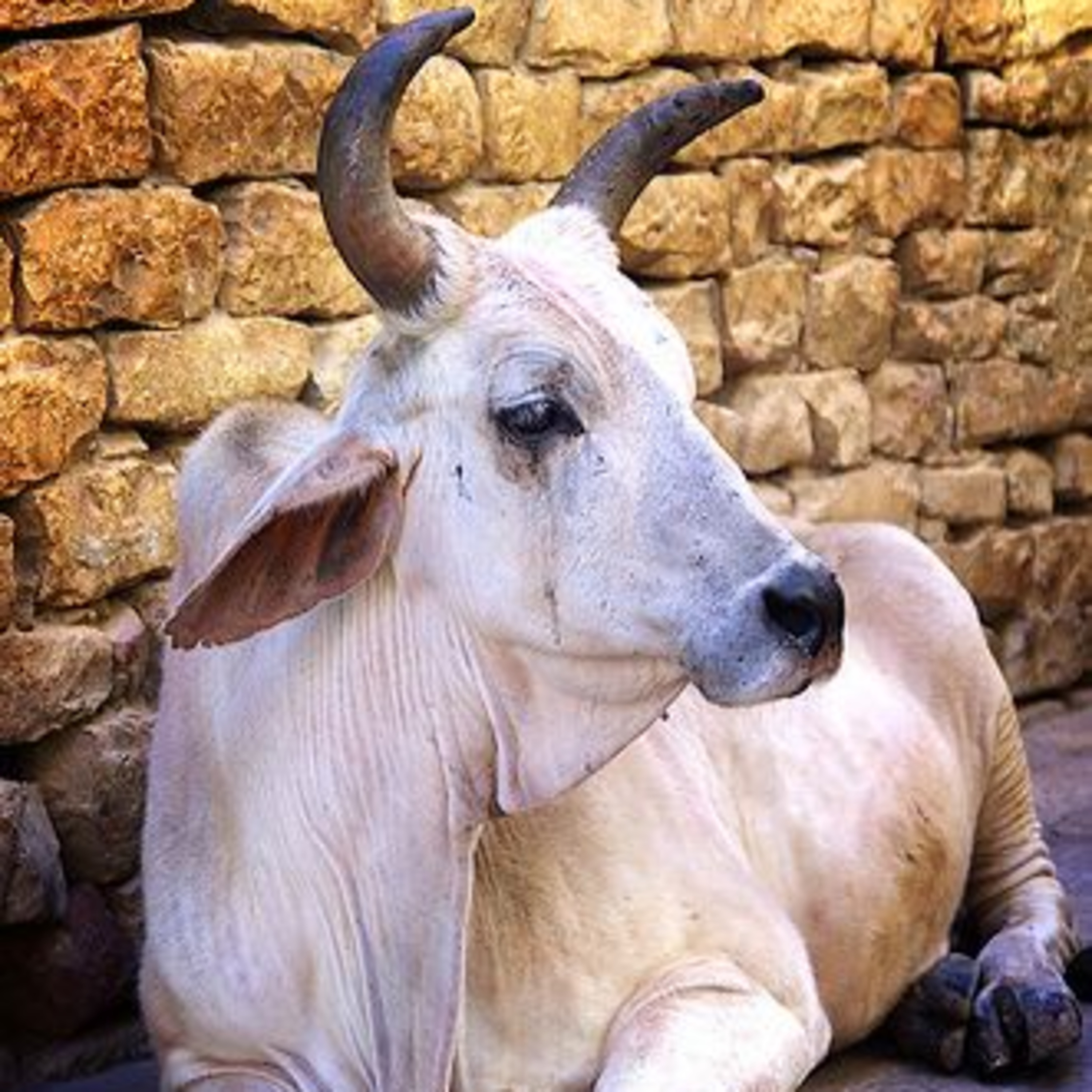Got Milk? - The Indian Dairy Context.