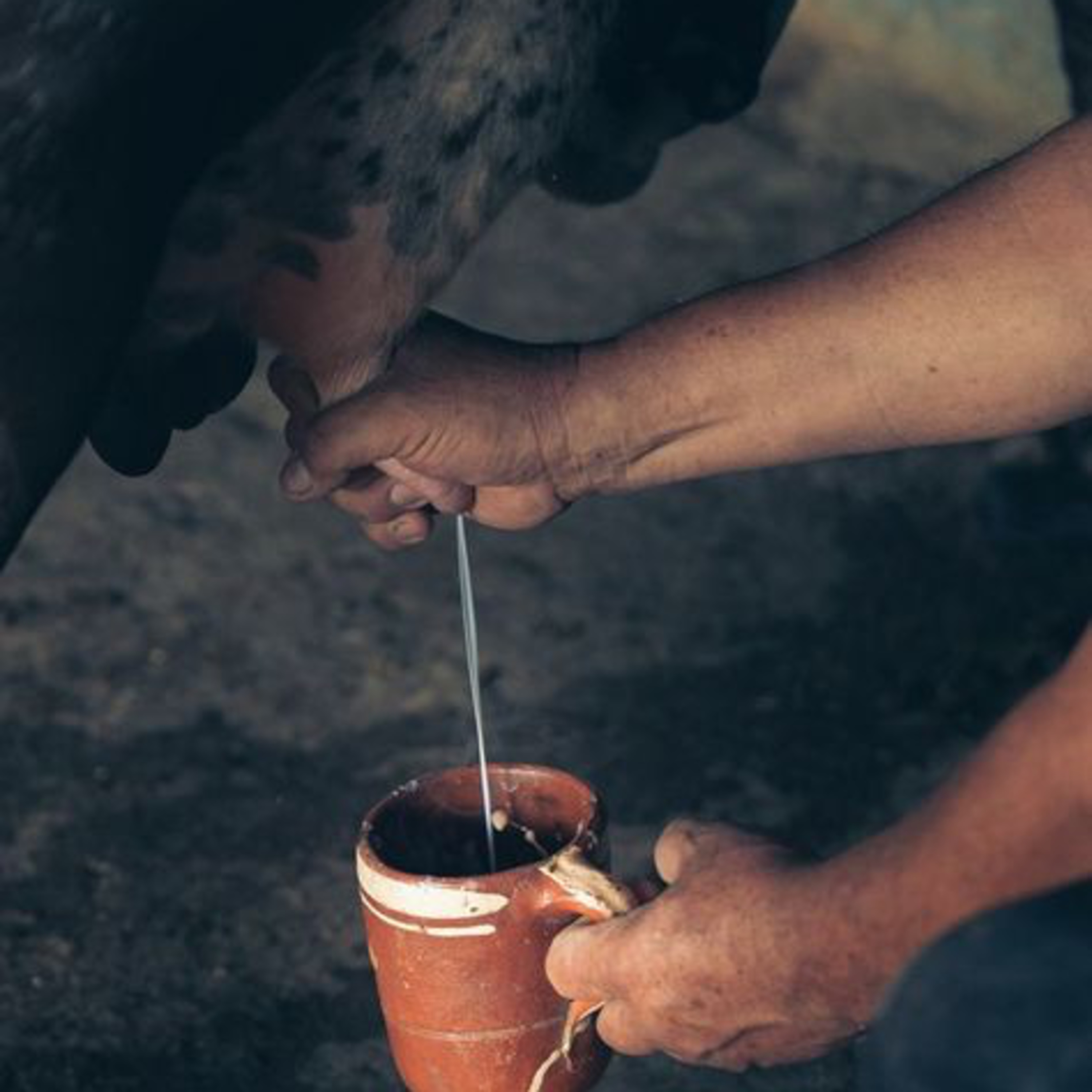 Got Milk? - The Indian Dairy Context.