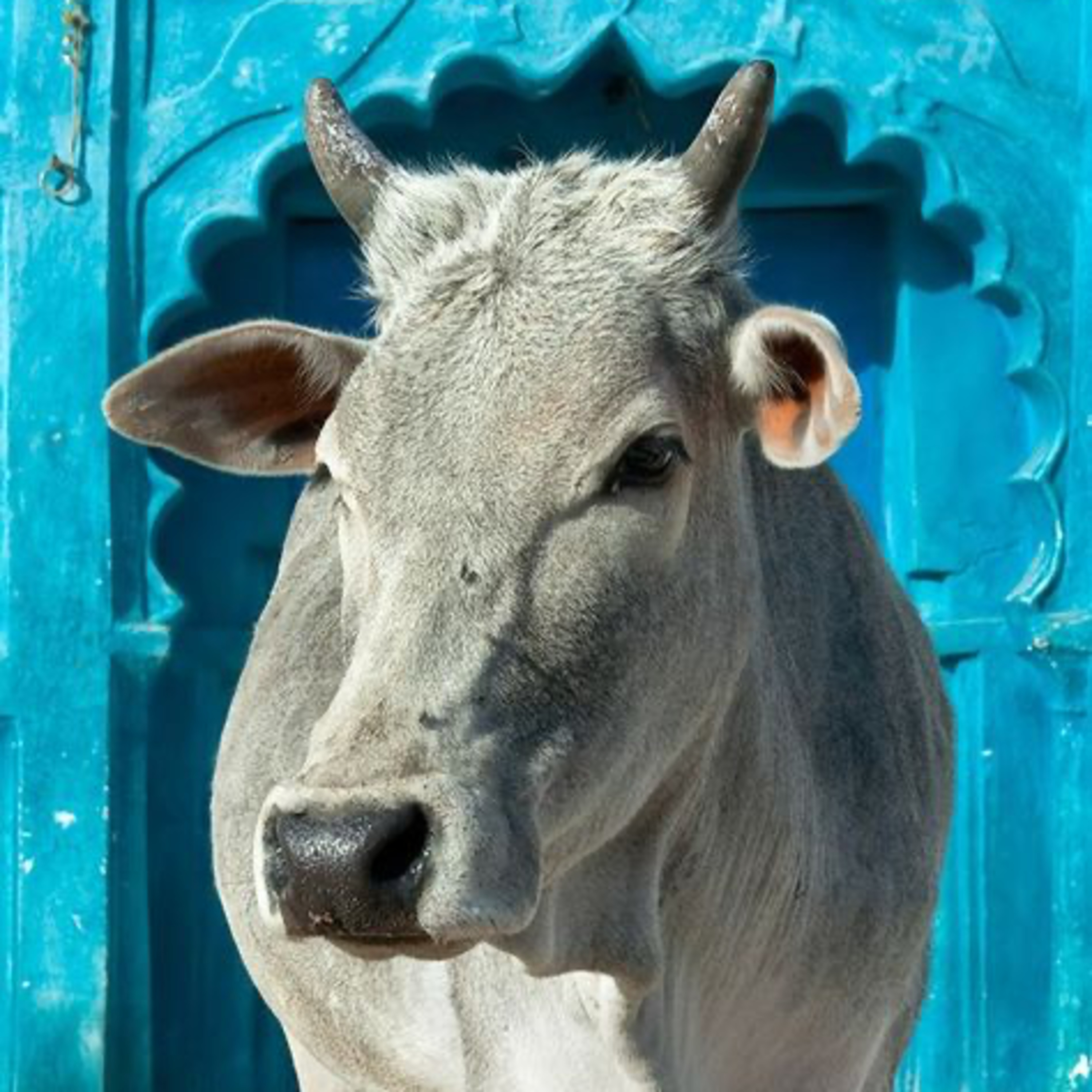 Got Milk? - The Indian Dairy Context.