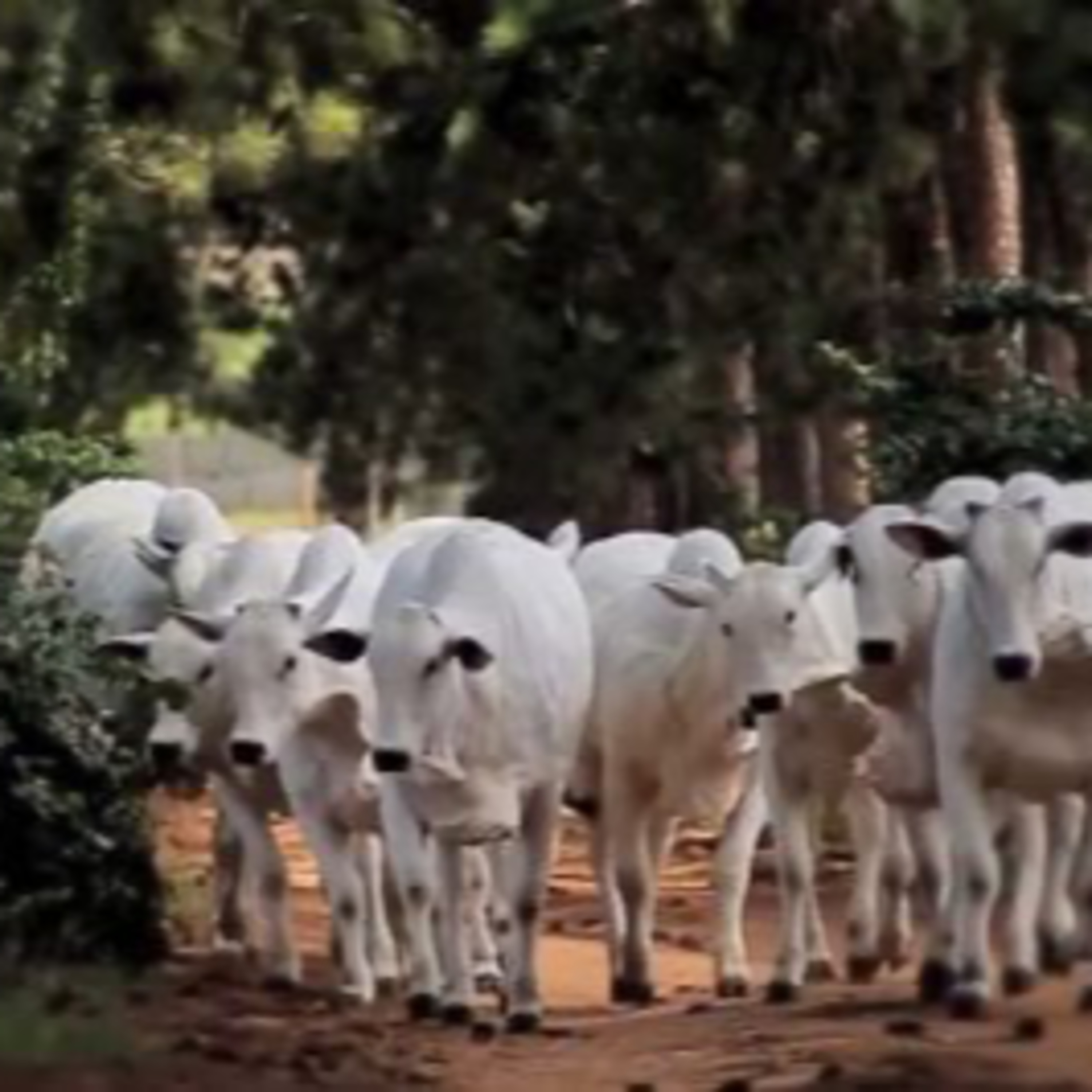 Got Milk? - The Indian Dairy Context.