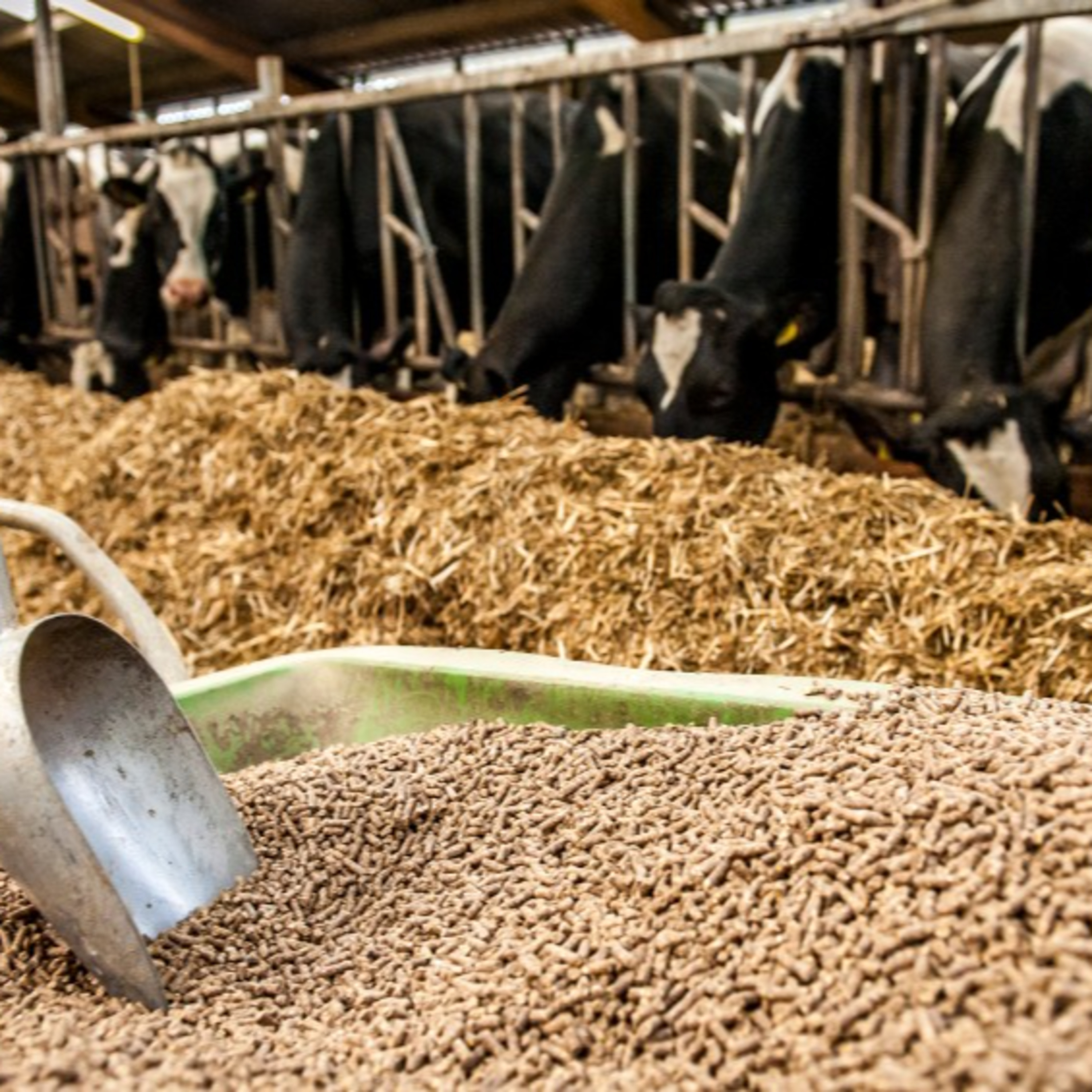 Got Milk? - The Indian Dairy Context.