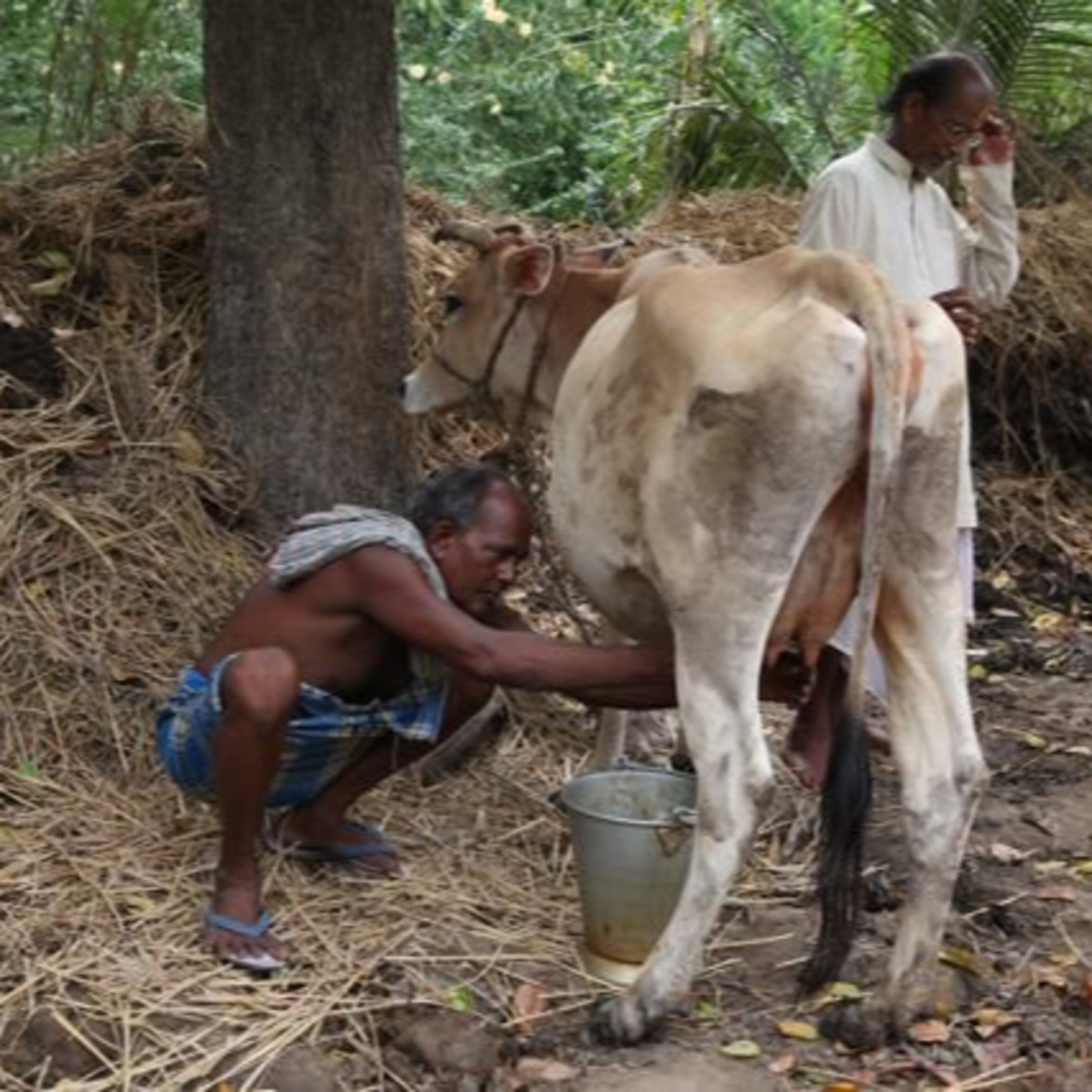 Got Milk? - The Indian Dairy Context.