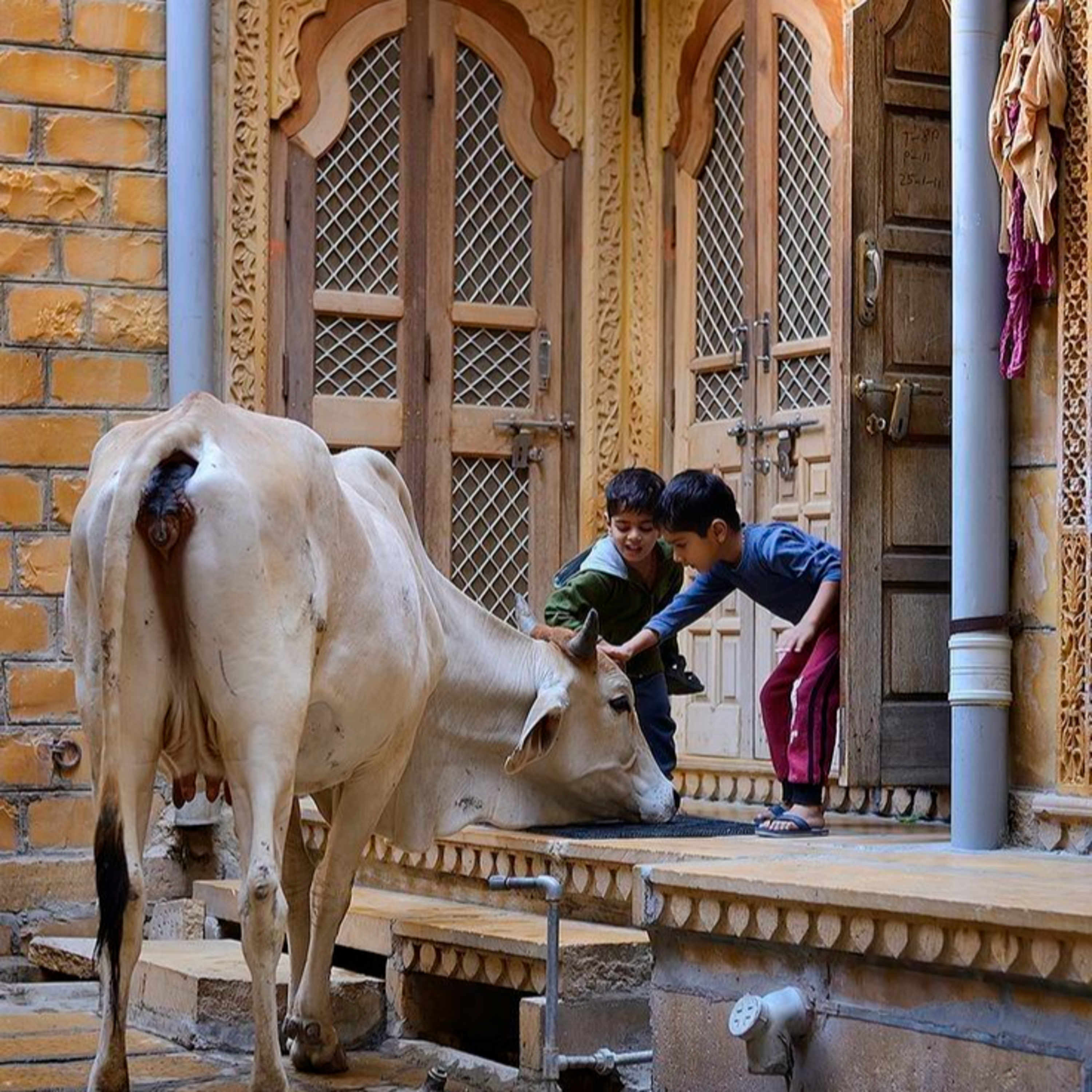 Got Milk? - The Indian Dairy Context.