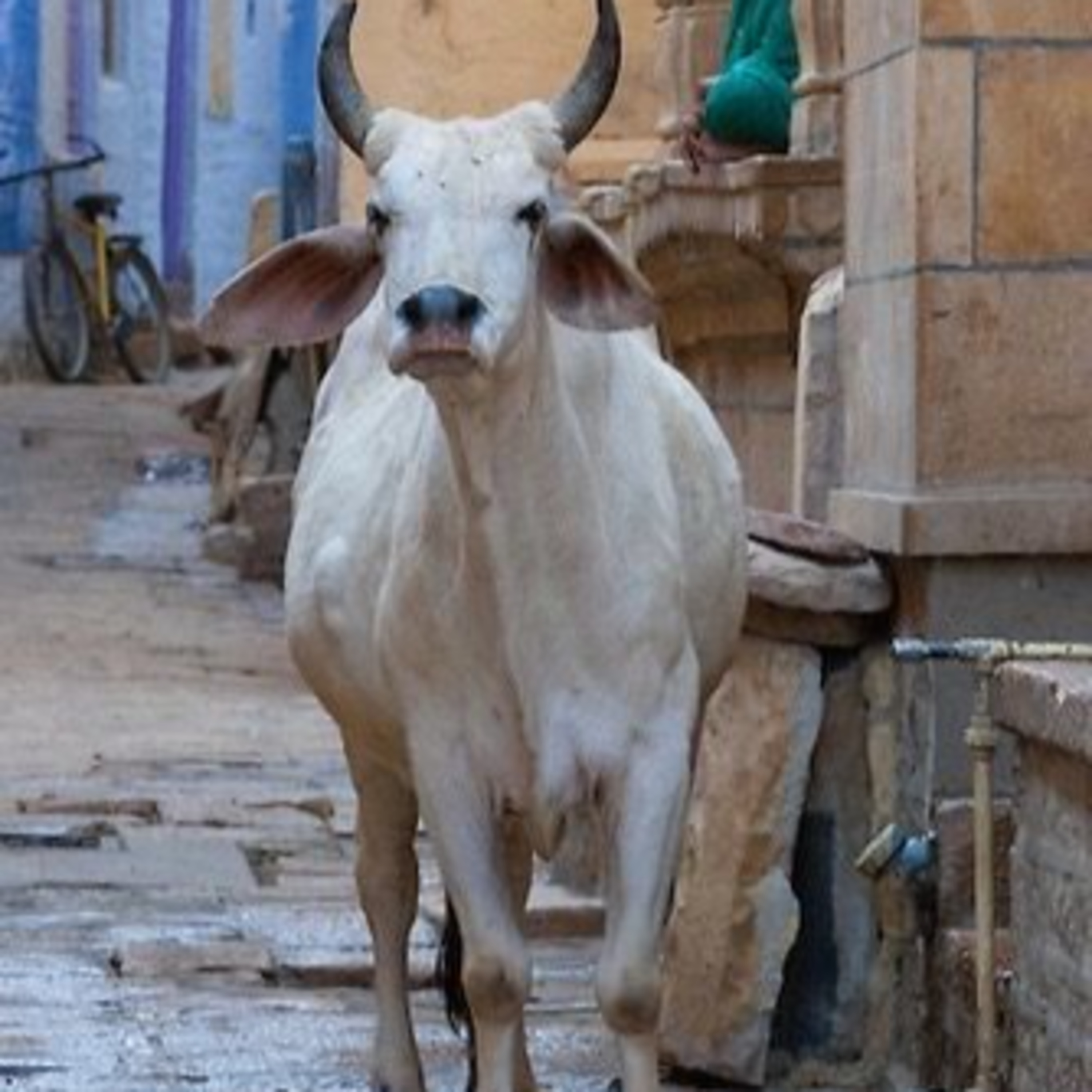 Got Milk? - The Indian Dairy Context.
