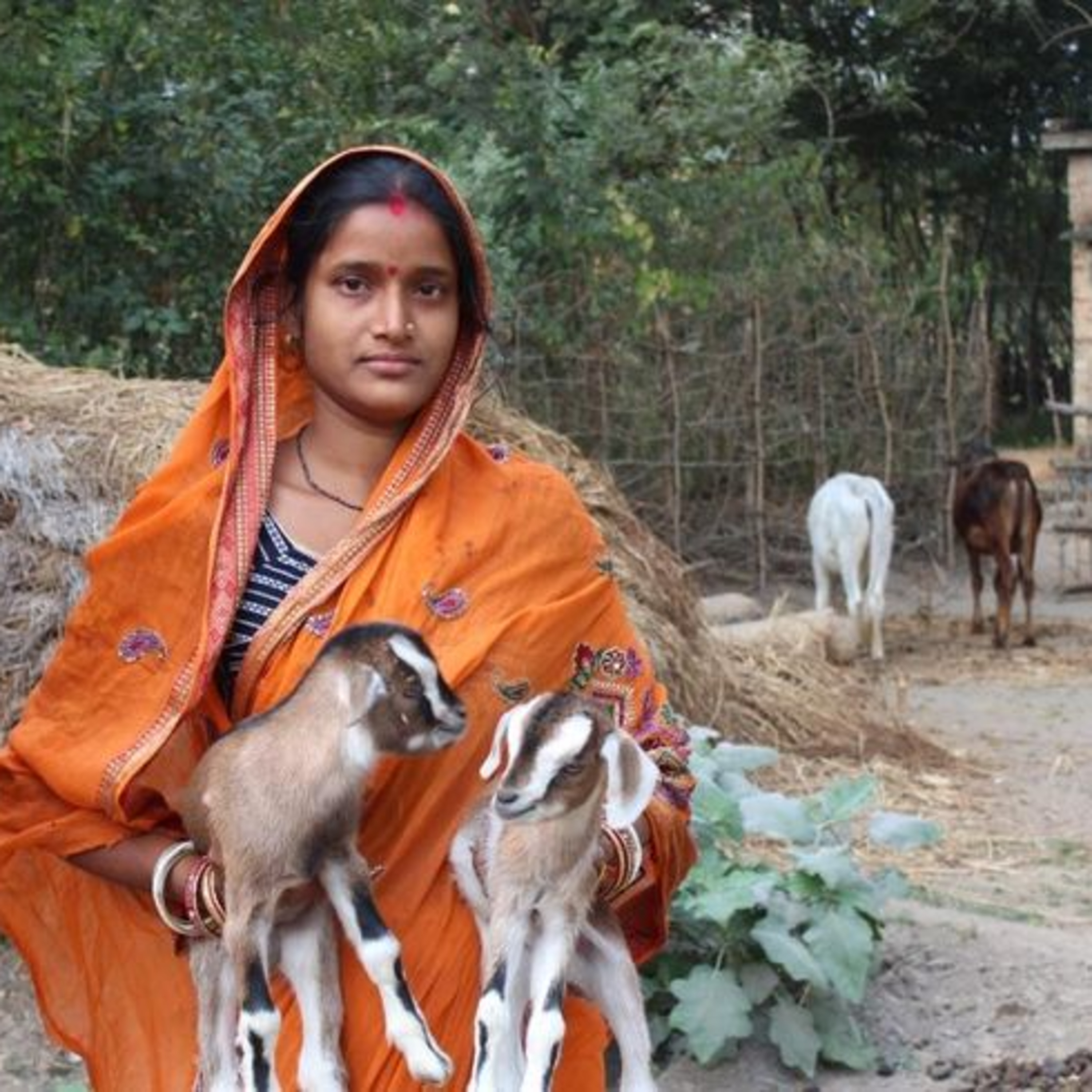 Got Milk? - The Indian Dairy Context.